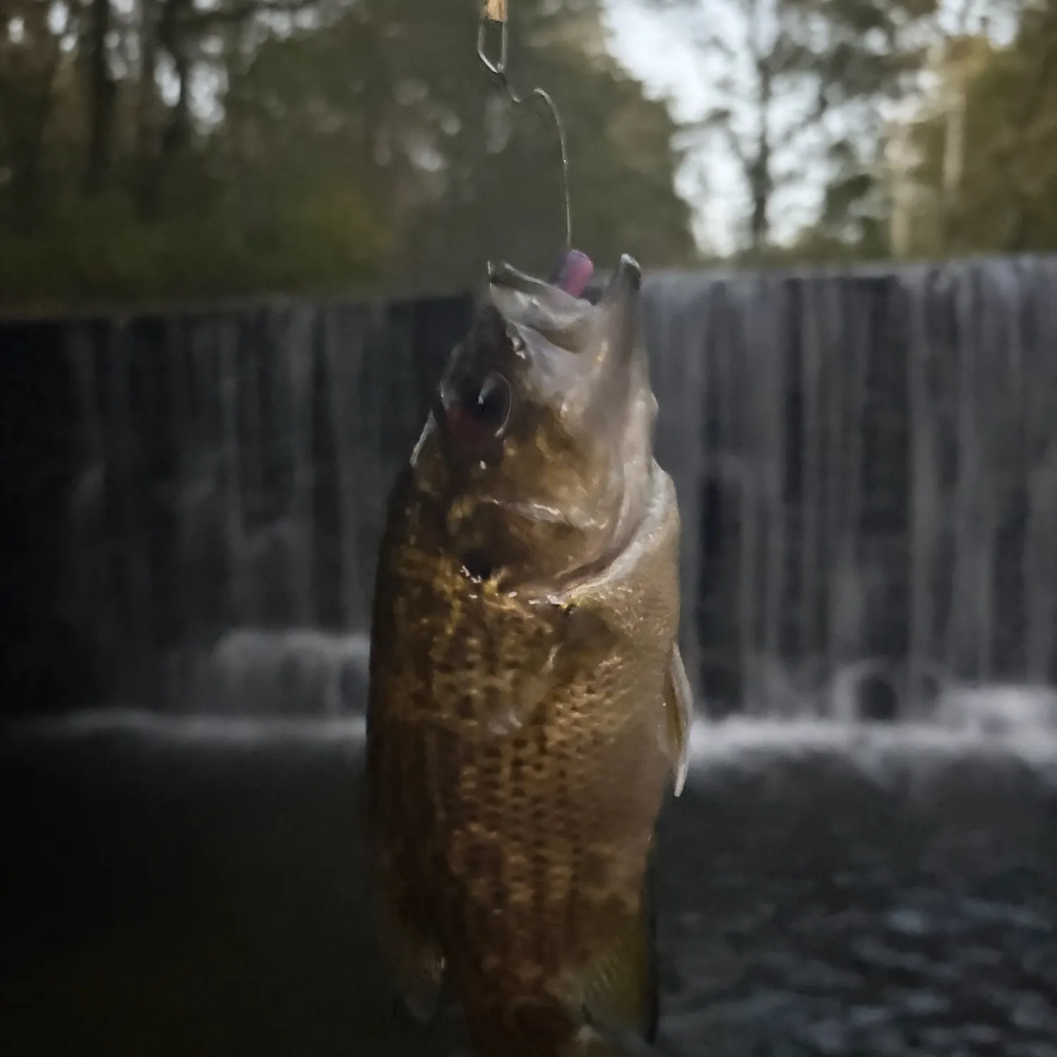Rock bass caught on Fishbrain