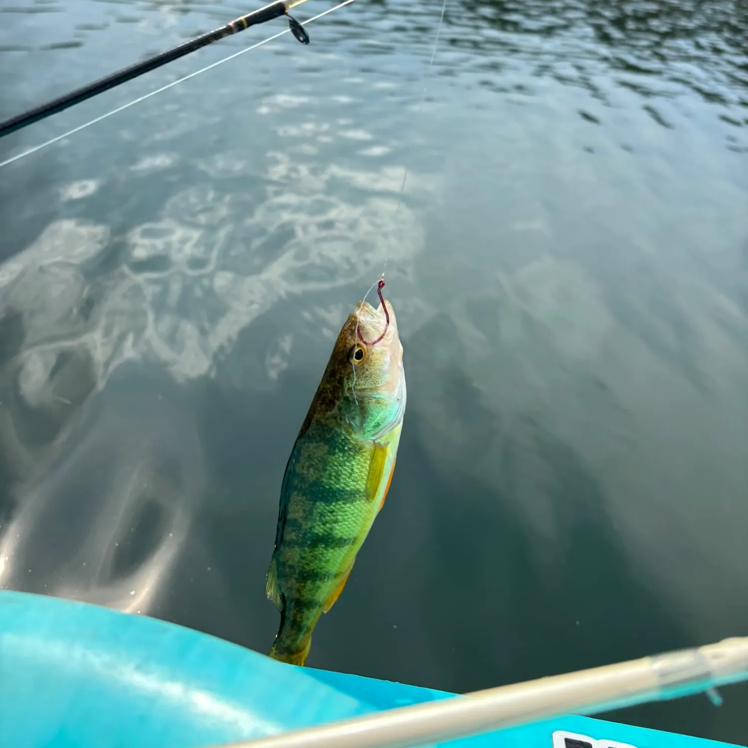 Yellow perch caught on Fishbrain