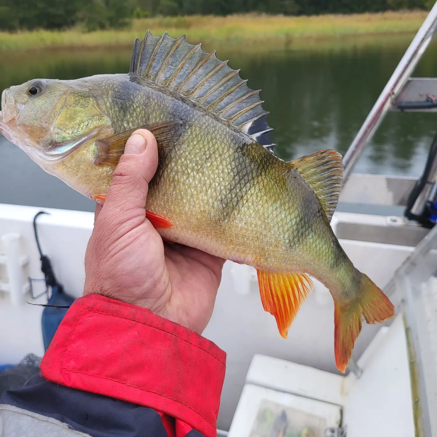 European perch caught on Fishbrain