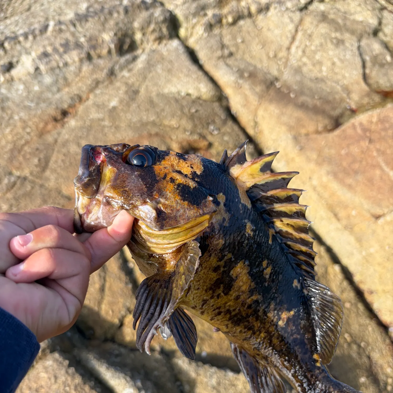 The most recent Black and yellow rockfish catches on Fishbrain