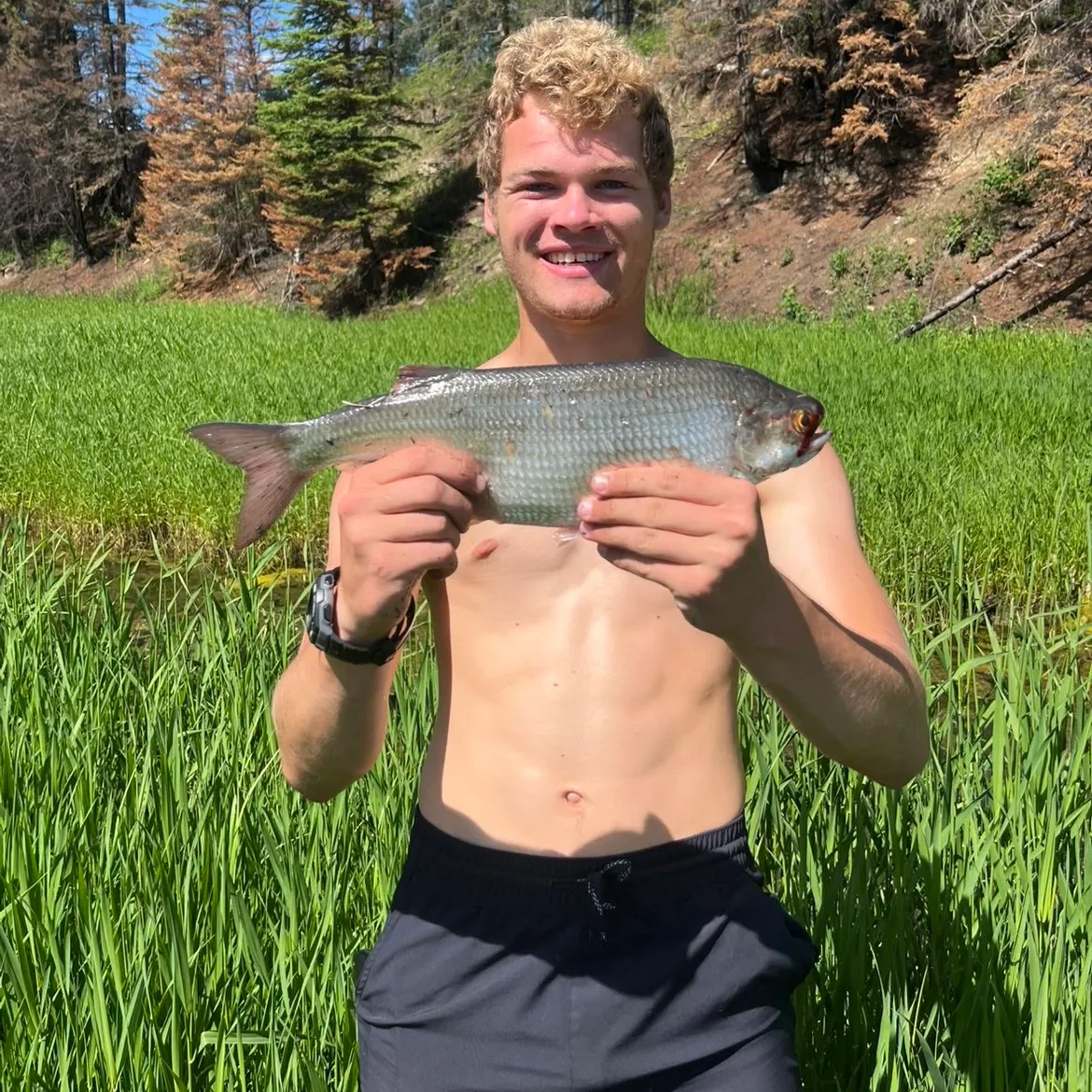 The most recent Goldeye catches on Fishbrain