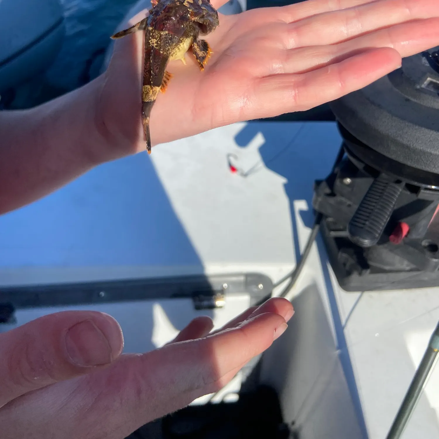 Longspined bullhead caught on Fishbrain