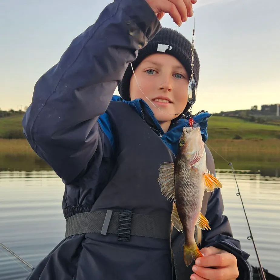European perch caught on Fishbrain