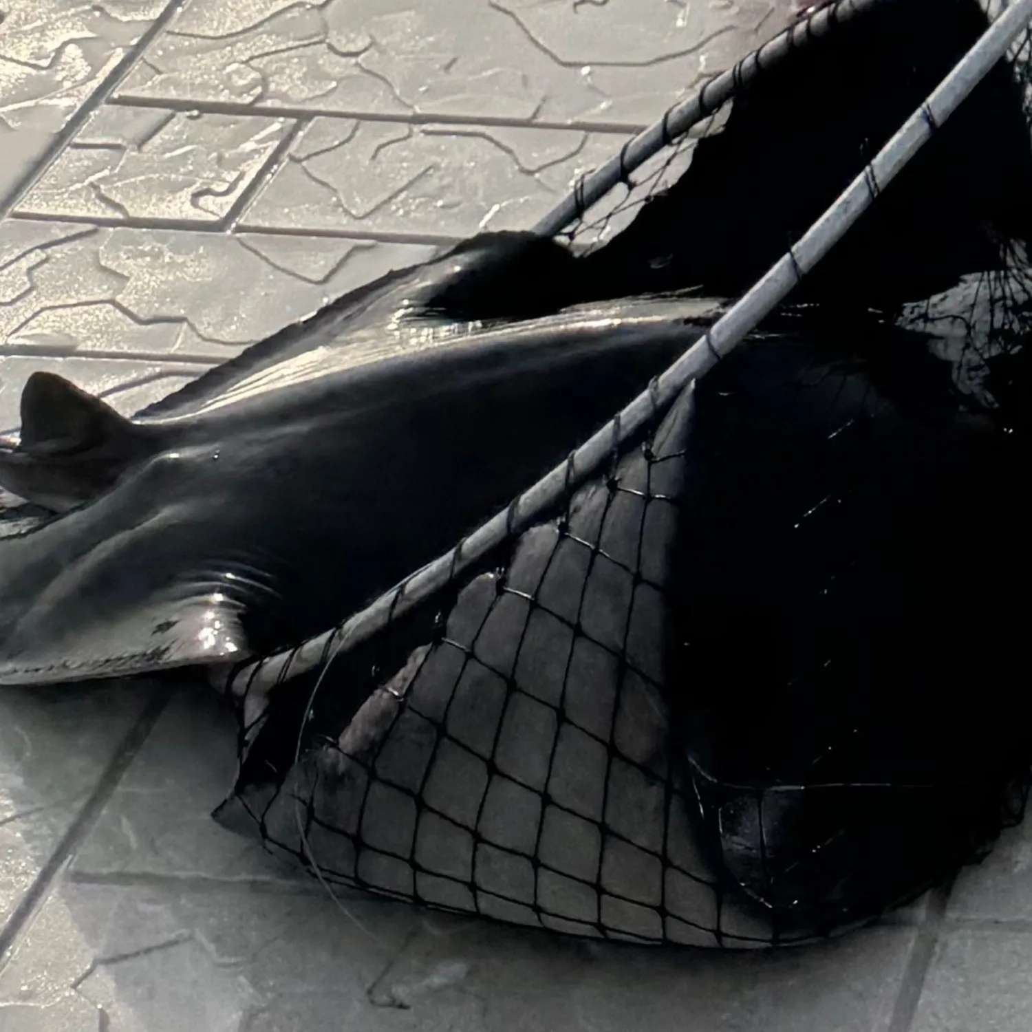 The most recent Cownose Ray catches on Fishbrain
