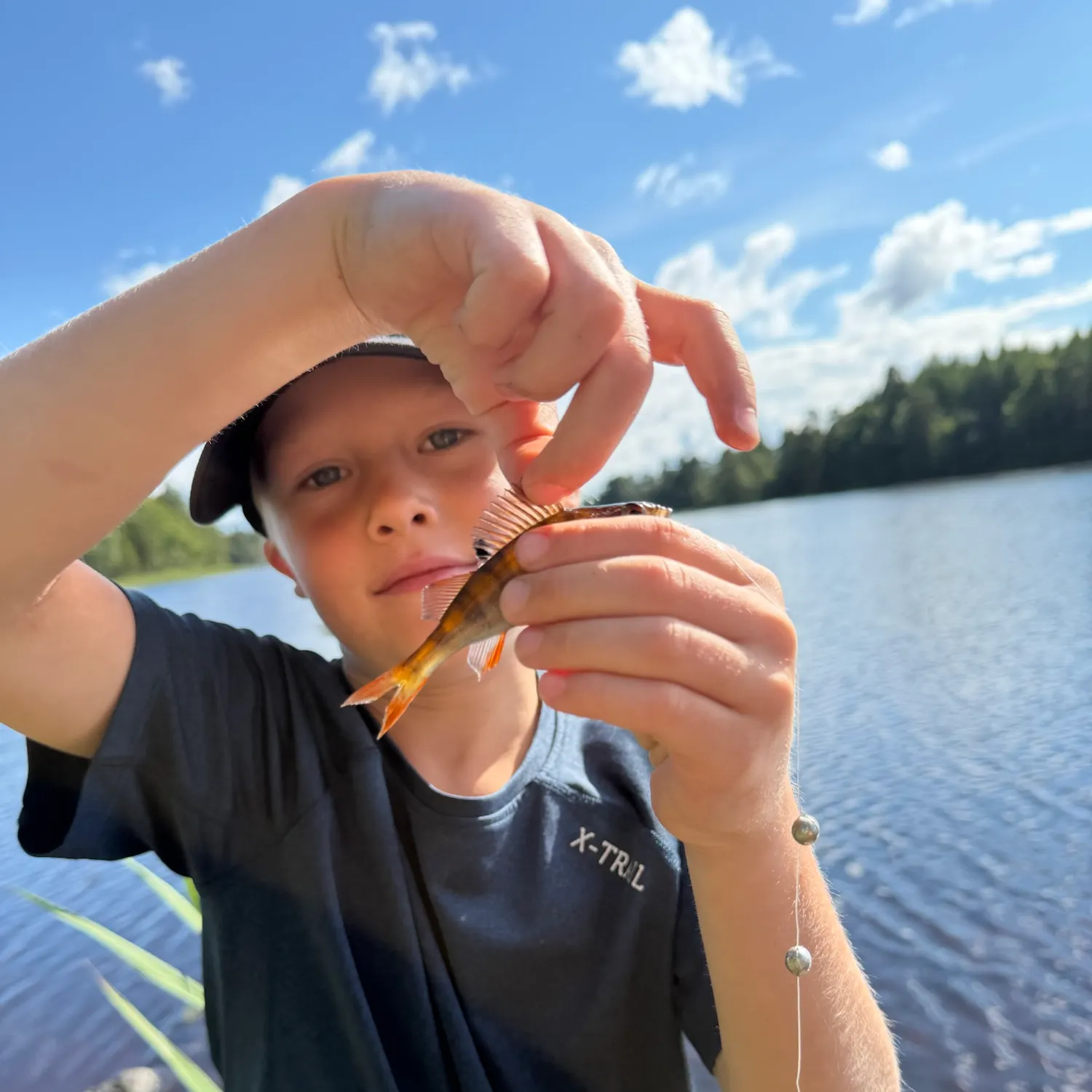 European perch caught on Fishbrain