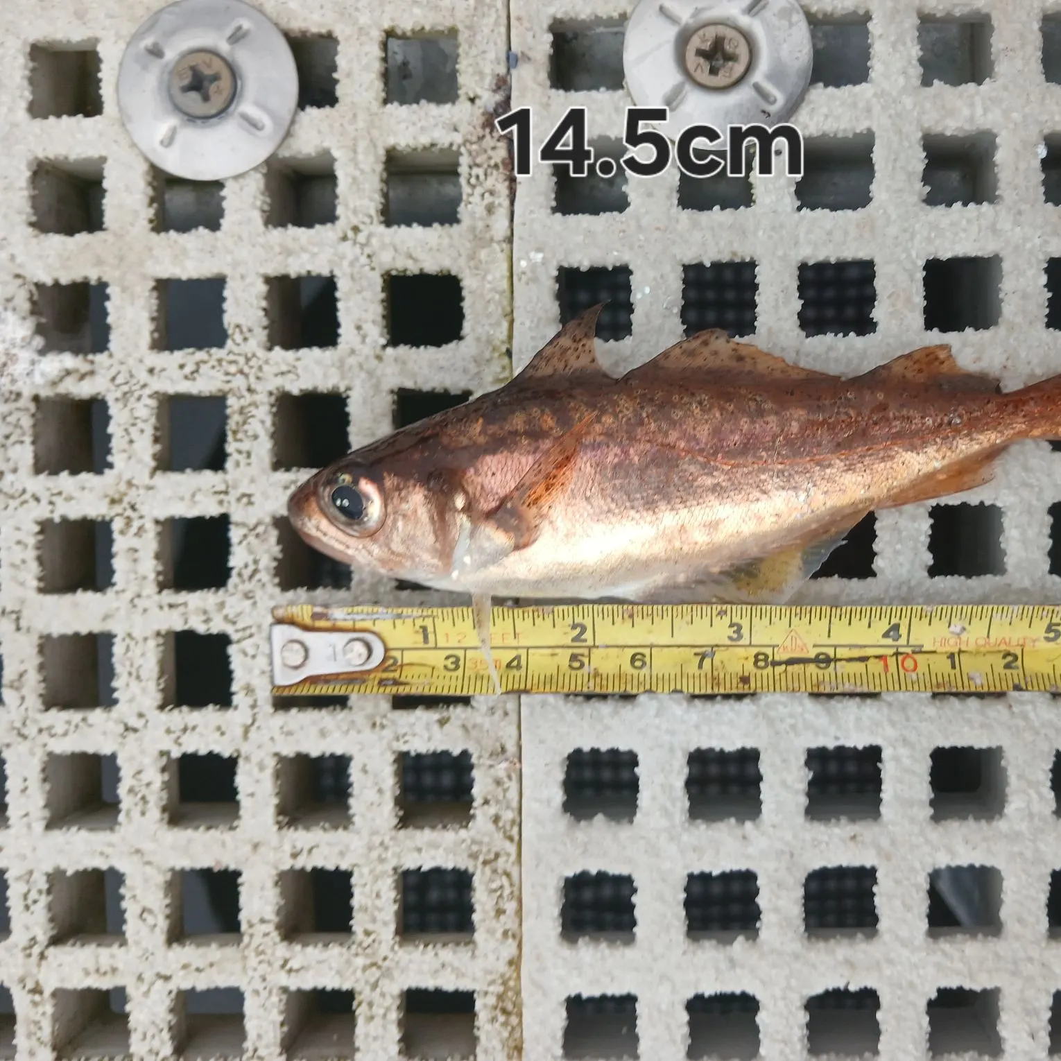 The most recent Poor cod catches on Fishbrain