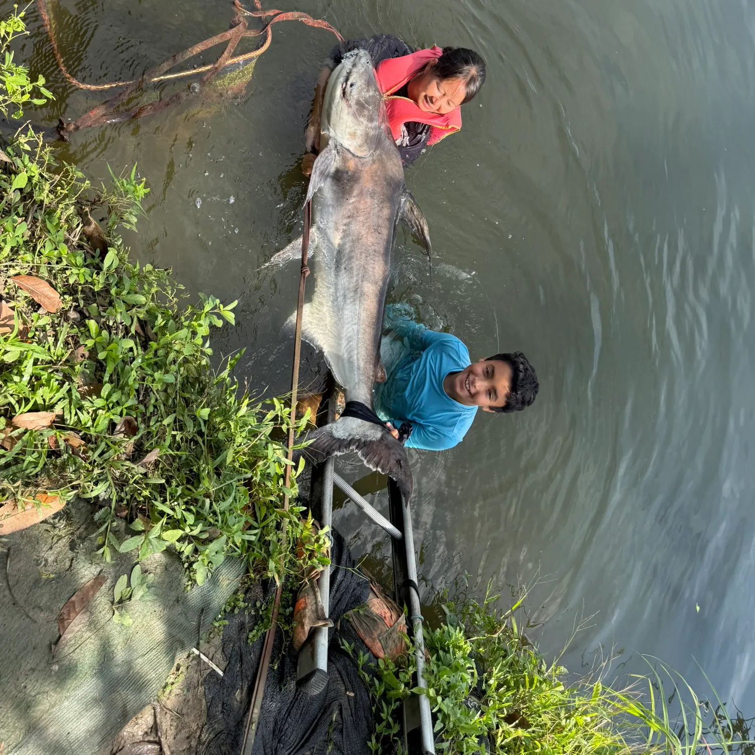 The most recent Mekong giant catfish catches on Fishbrain