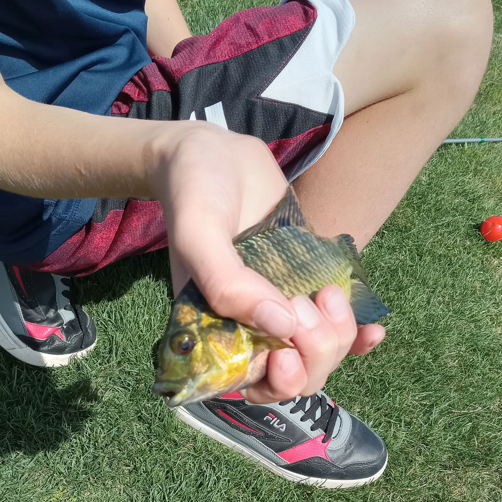 The most recent Redbelly tilapia catches on Fishbrain