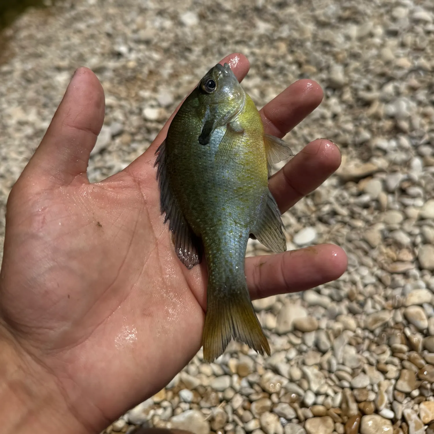 The most recent Bluegill x longear sunfish catches on Fishbrain