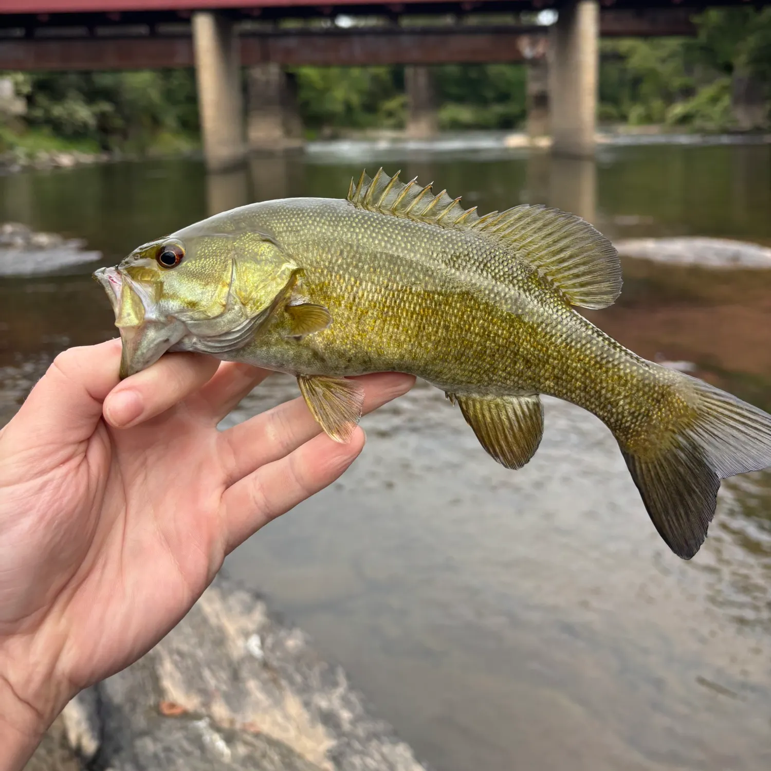 Smallmouth bass caught on Fishbrain