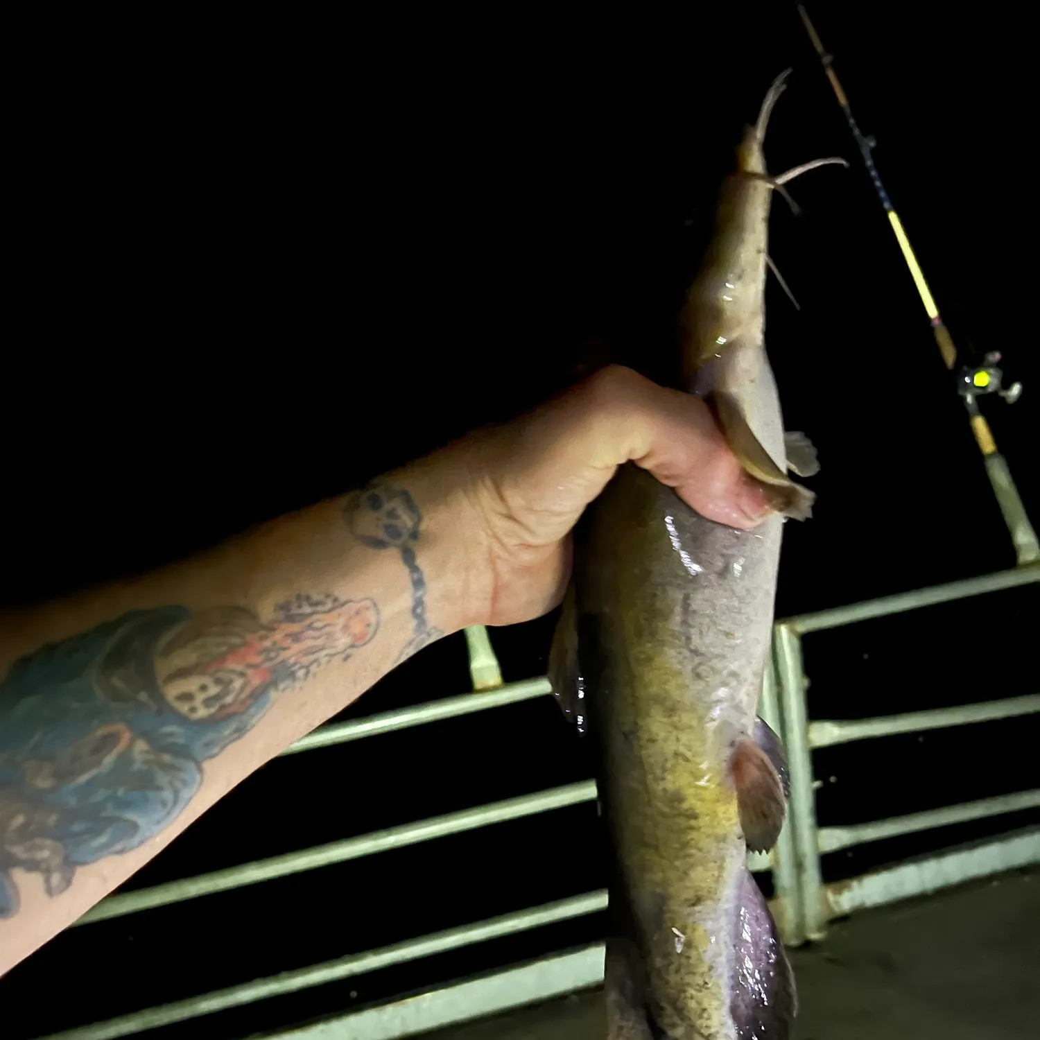 Flathead catfish caught on Fishbrain