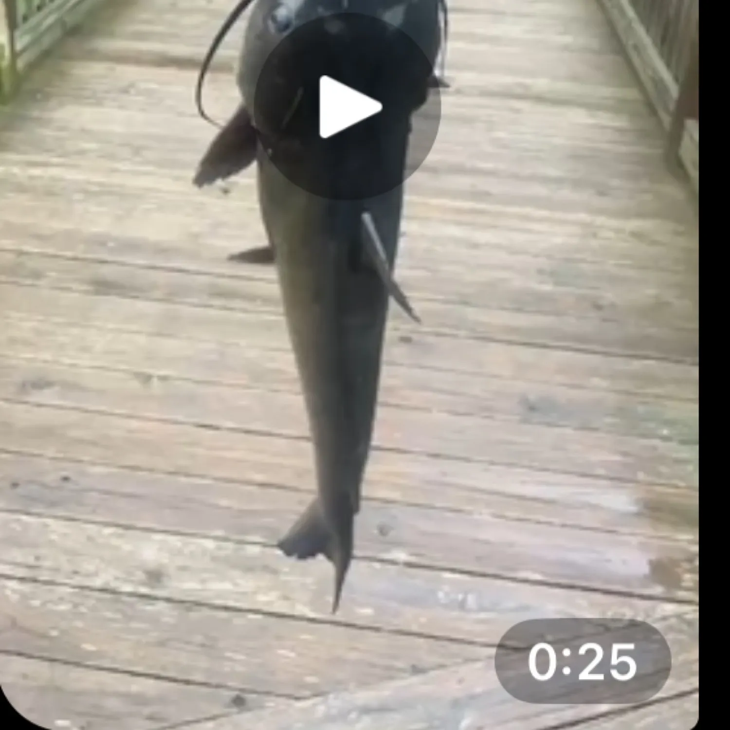 recently logged catches