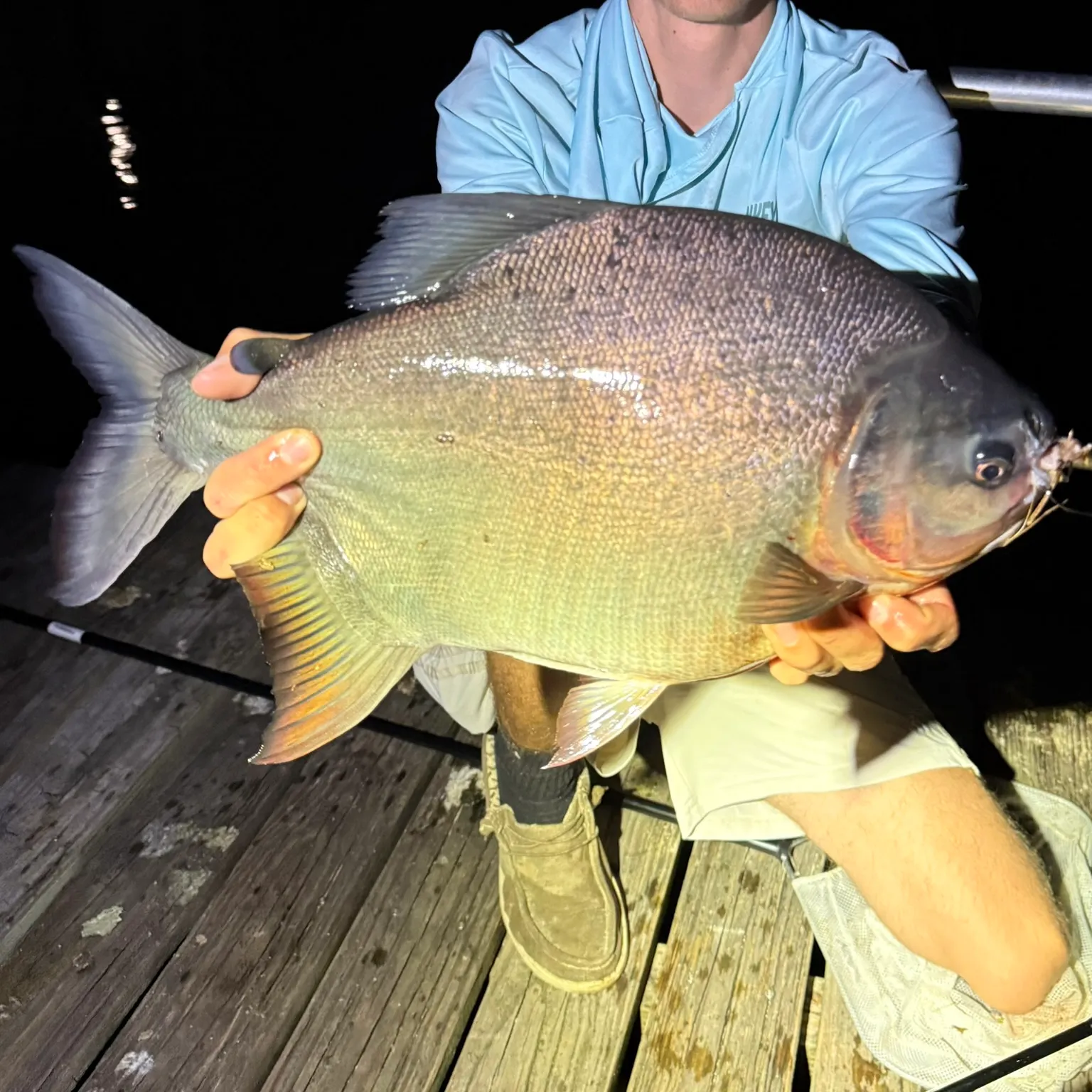 The most recent Red-bellied pacu catches on Fishbrain