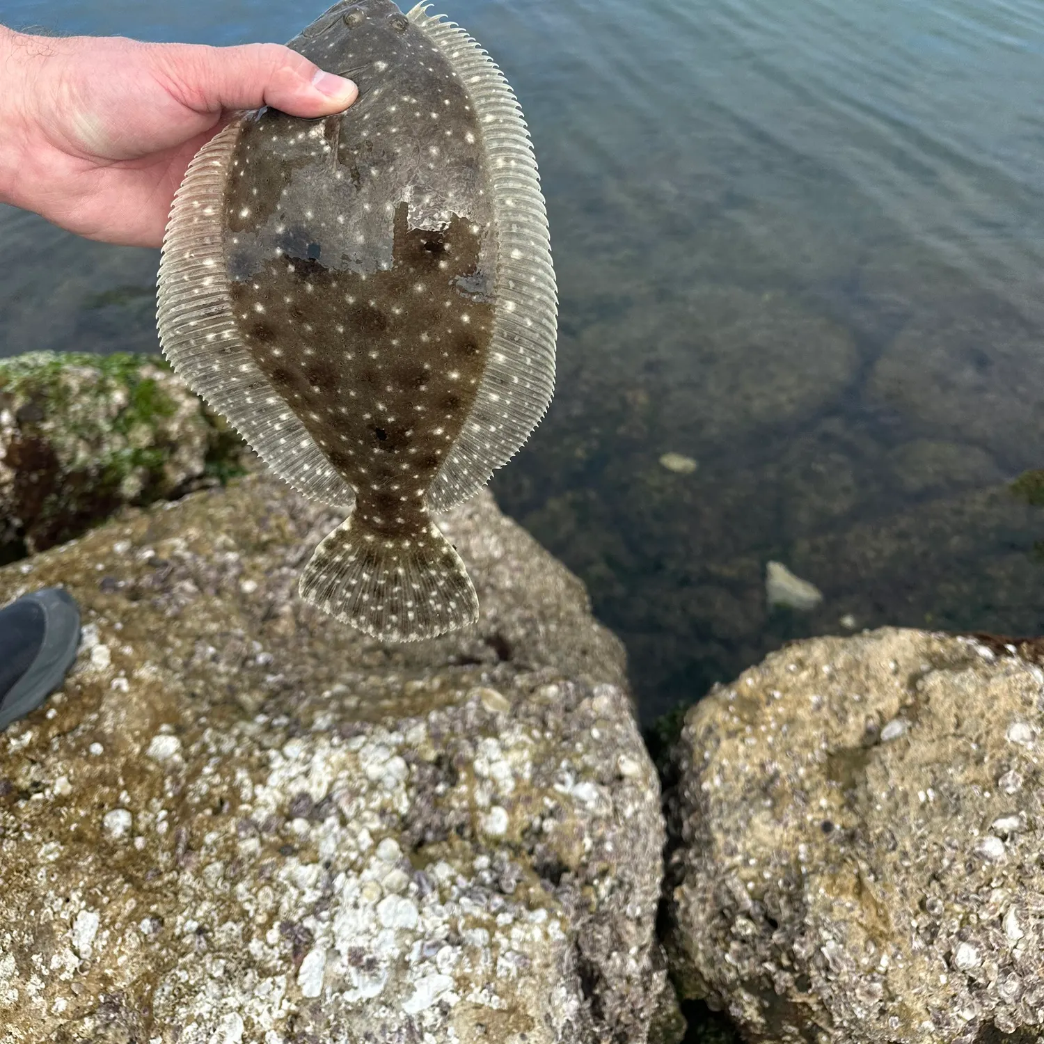The most popular recent Gulf flounder catch on Fishbrain