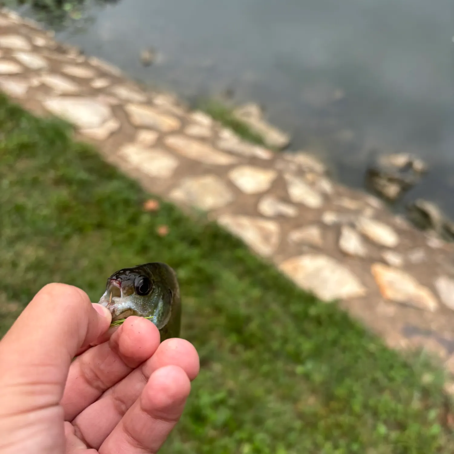 Bluegill caught on Fishbrain
