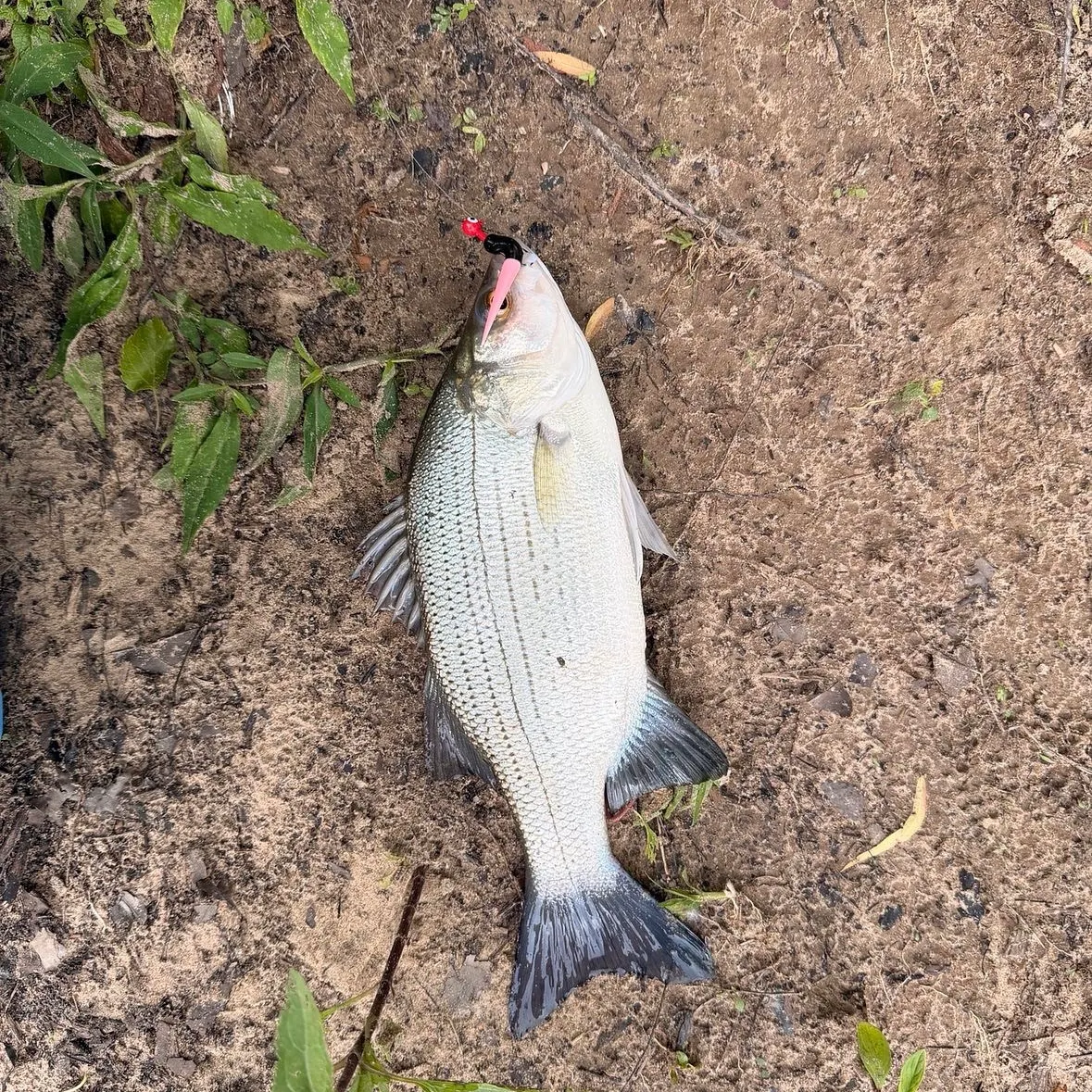 White bass caught on Fishbrain