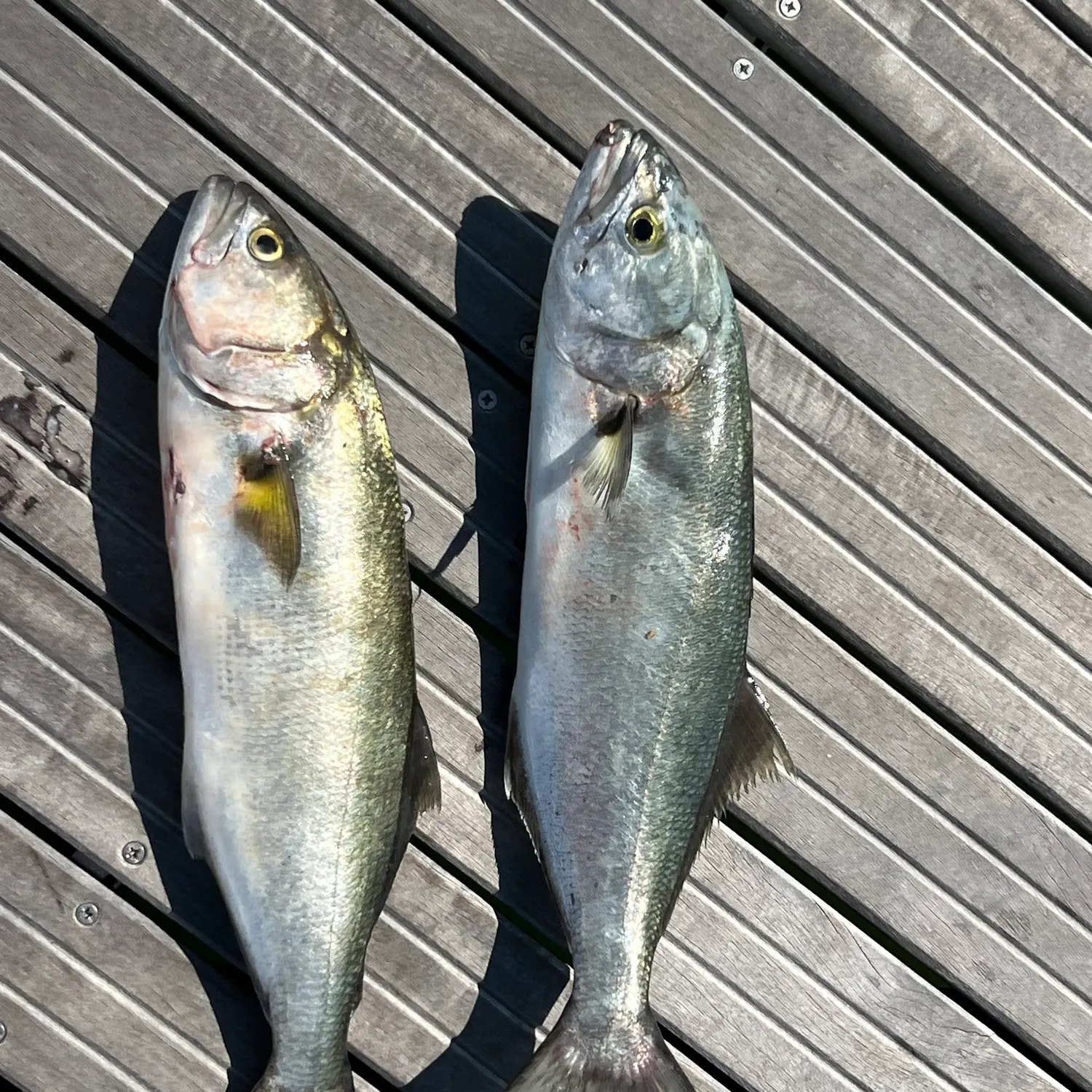 Bluefish caught on Fishbrain