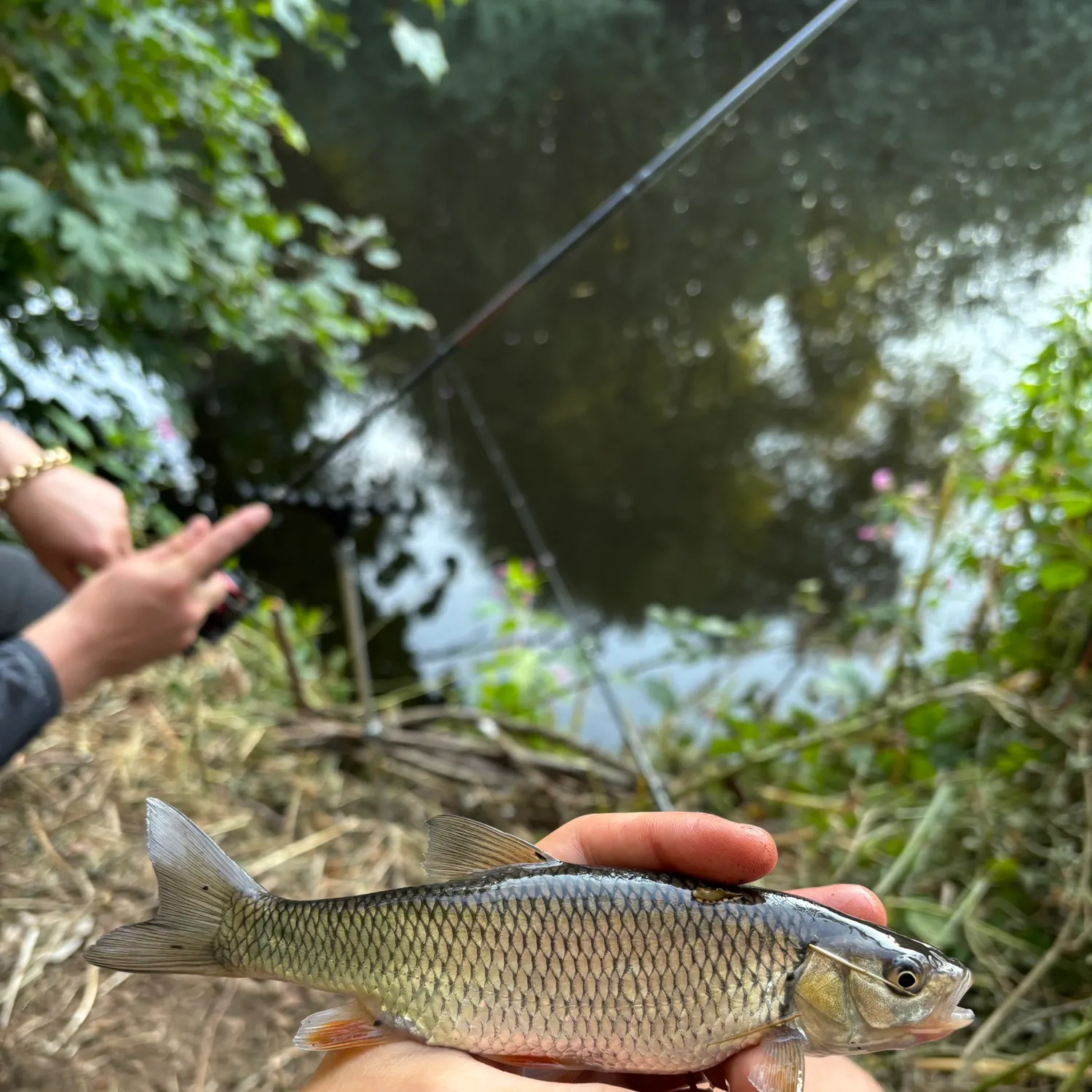 European chub caught on Fishbrain