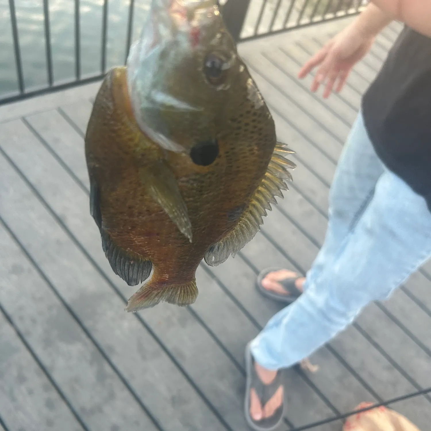 The most recent Bluegill x longear sunfish catches on Fishbrain