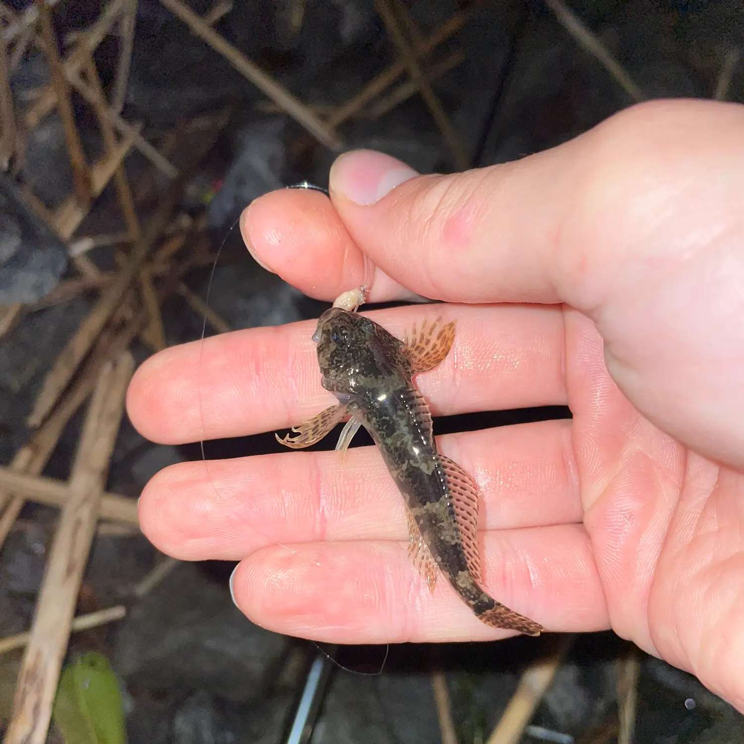 European bullhead caught on Fishbrain