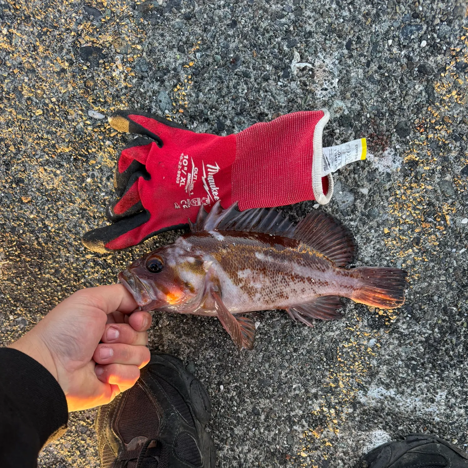 recently logged catches