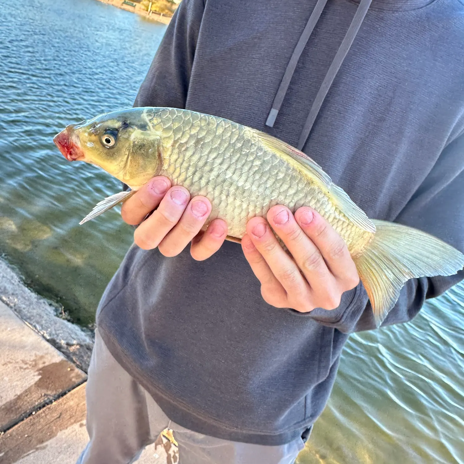 Common carp caught on Fishbrain