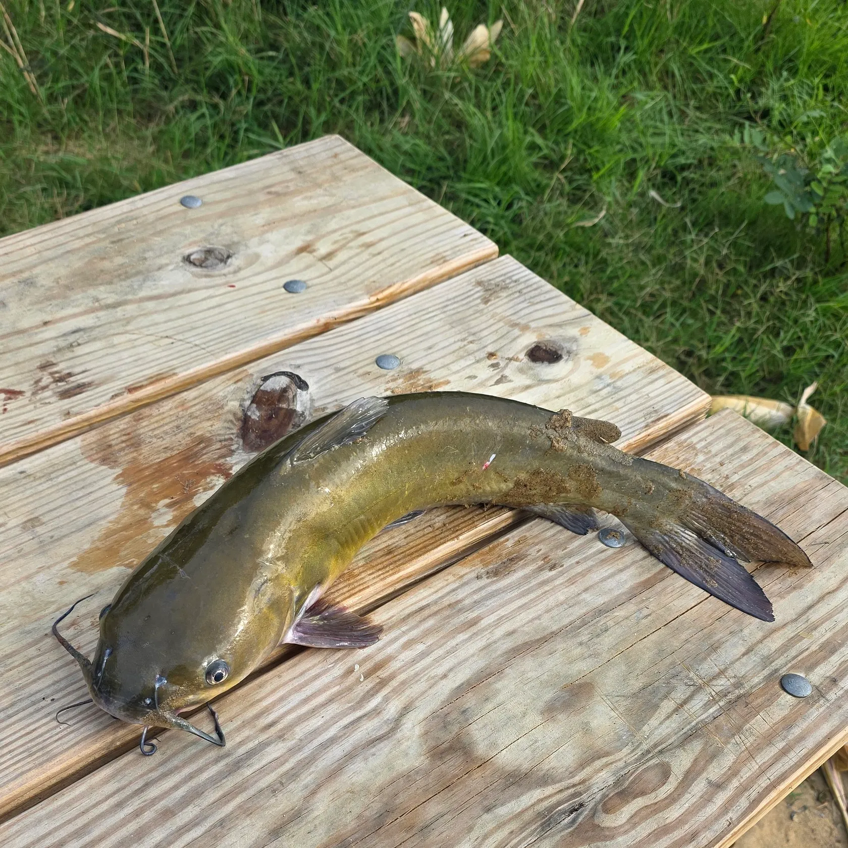 Channel catfish caught on Fishbrain