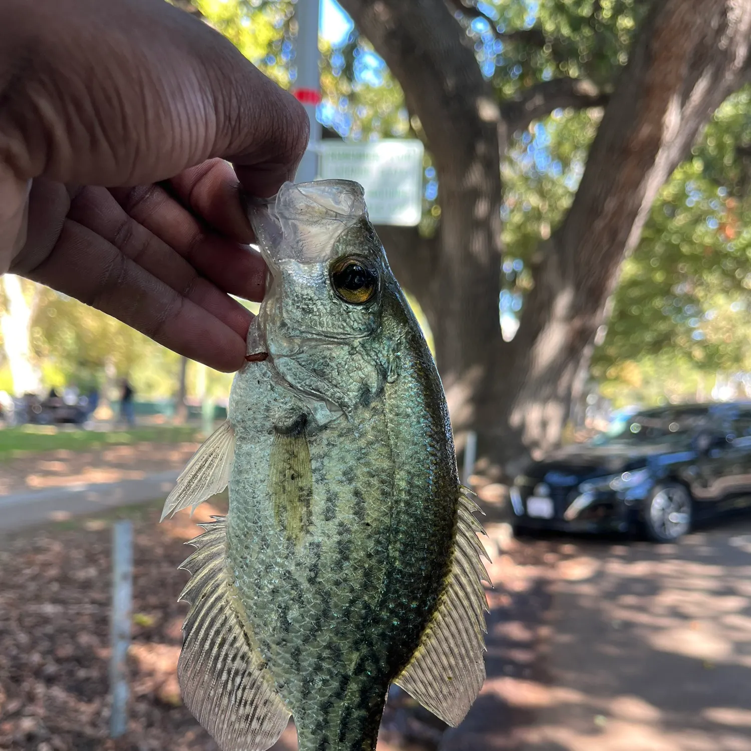 Black crappie caught on Fishbrain
