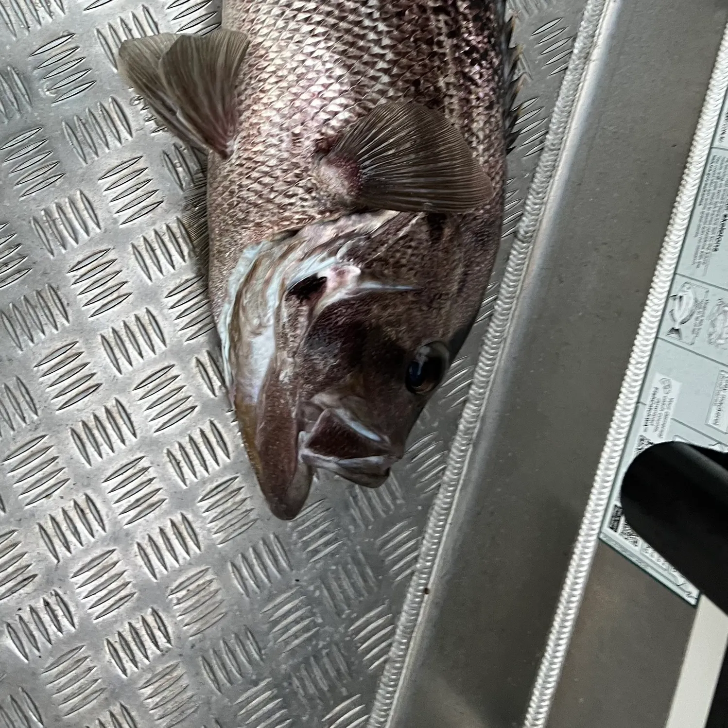 The most recent Westralian jewfish catches on Fishbrain