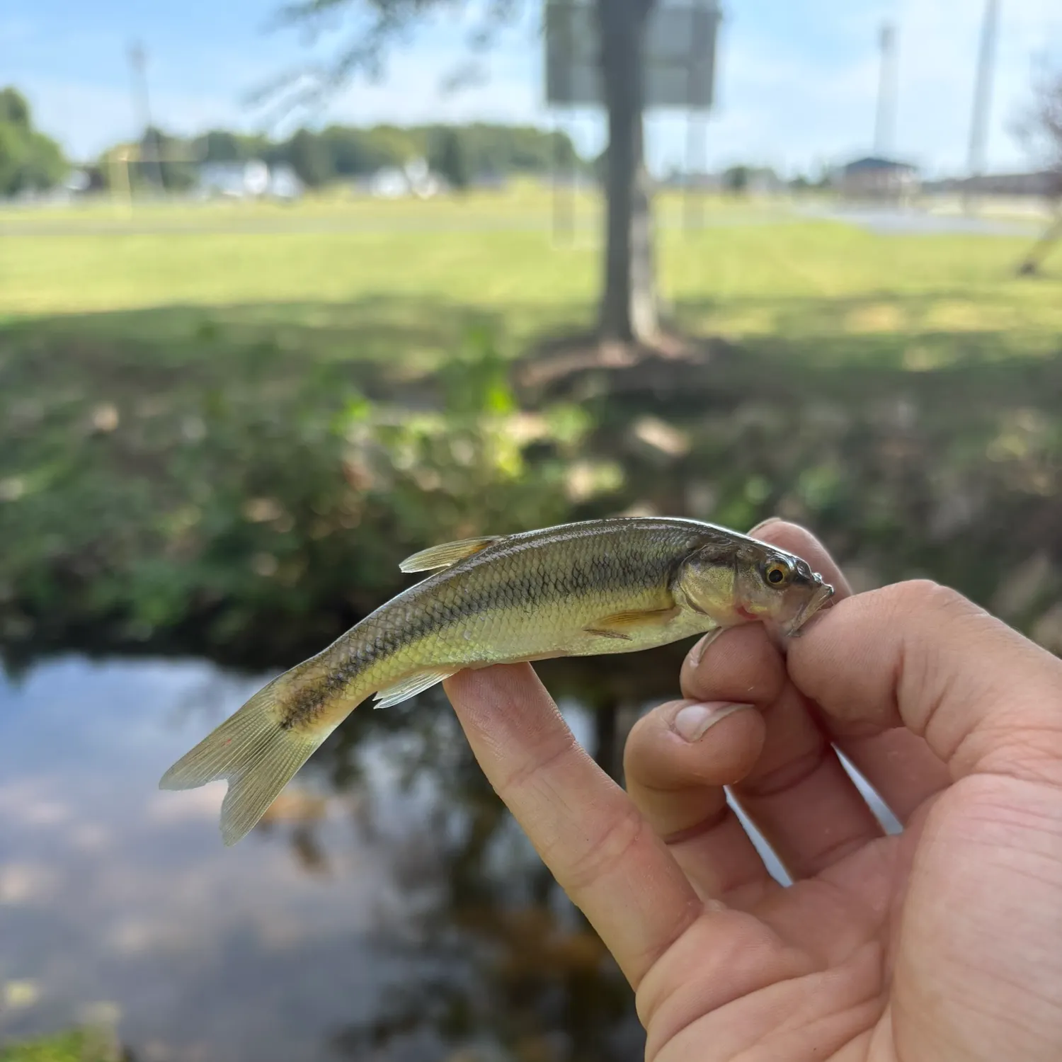 Creek chub caught on Fishbrain