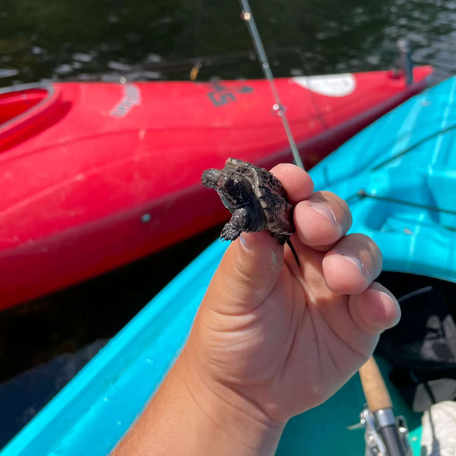 The most recent Common snapping turtle catches on Fishbrain