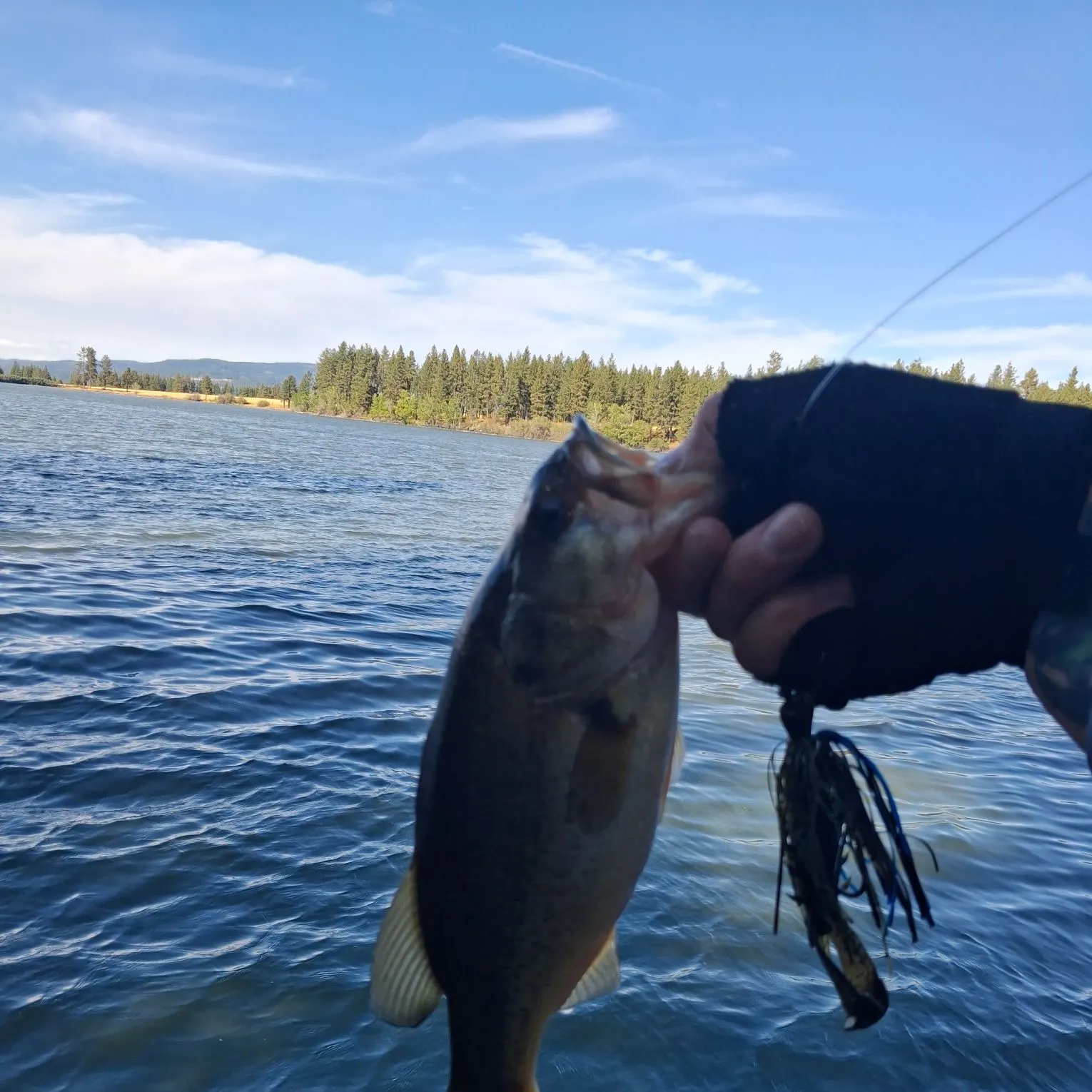 Largemouth bass caught on Fishbrain