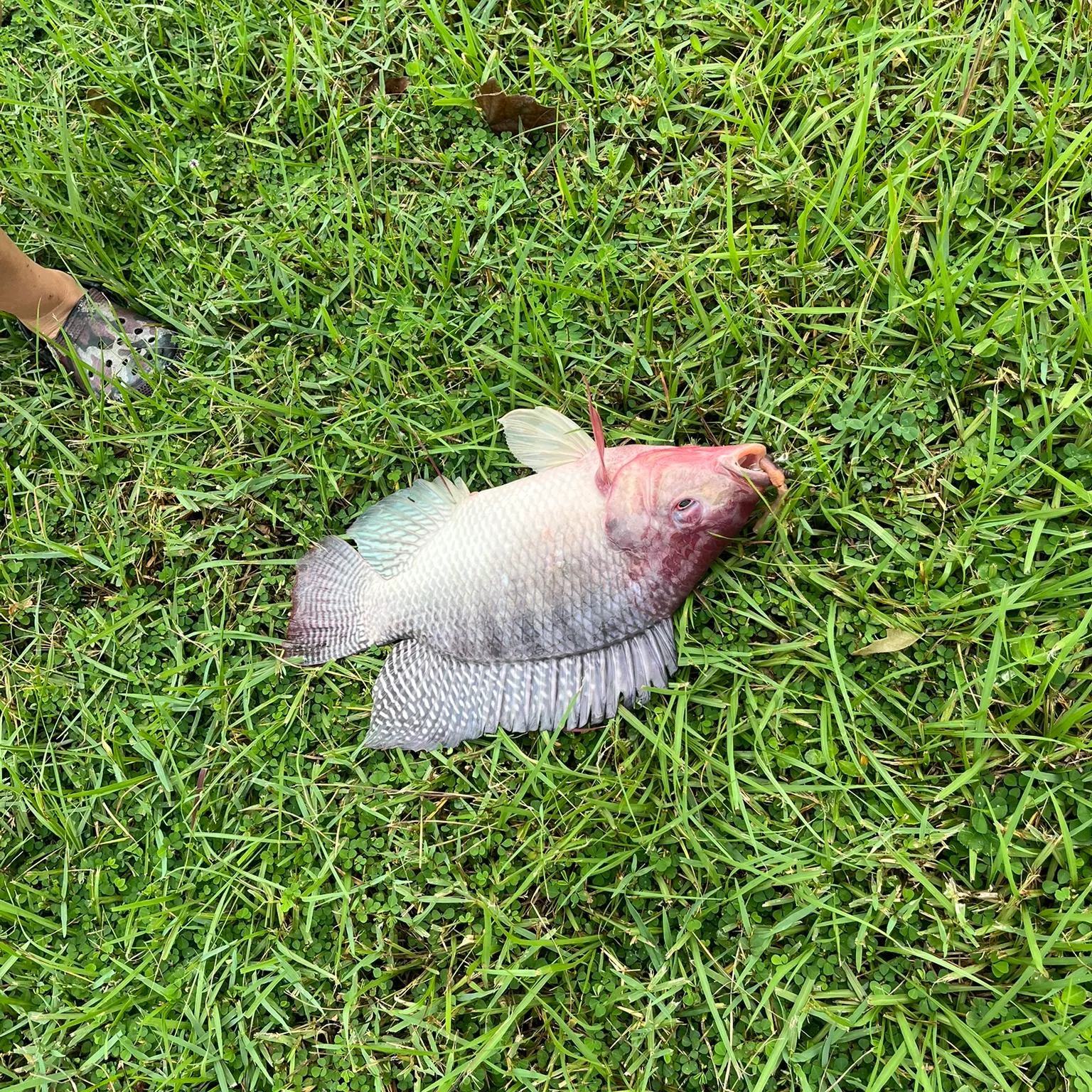 The most recent Redbreast tilapia catches on Fishbrain