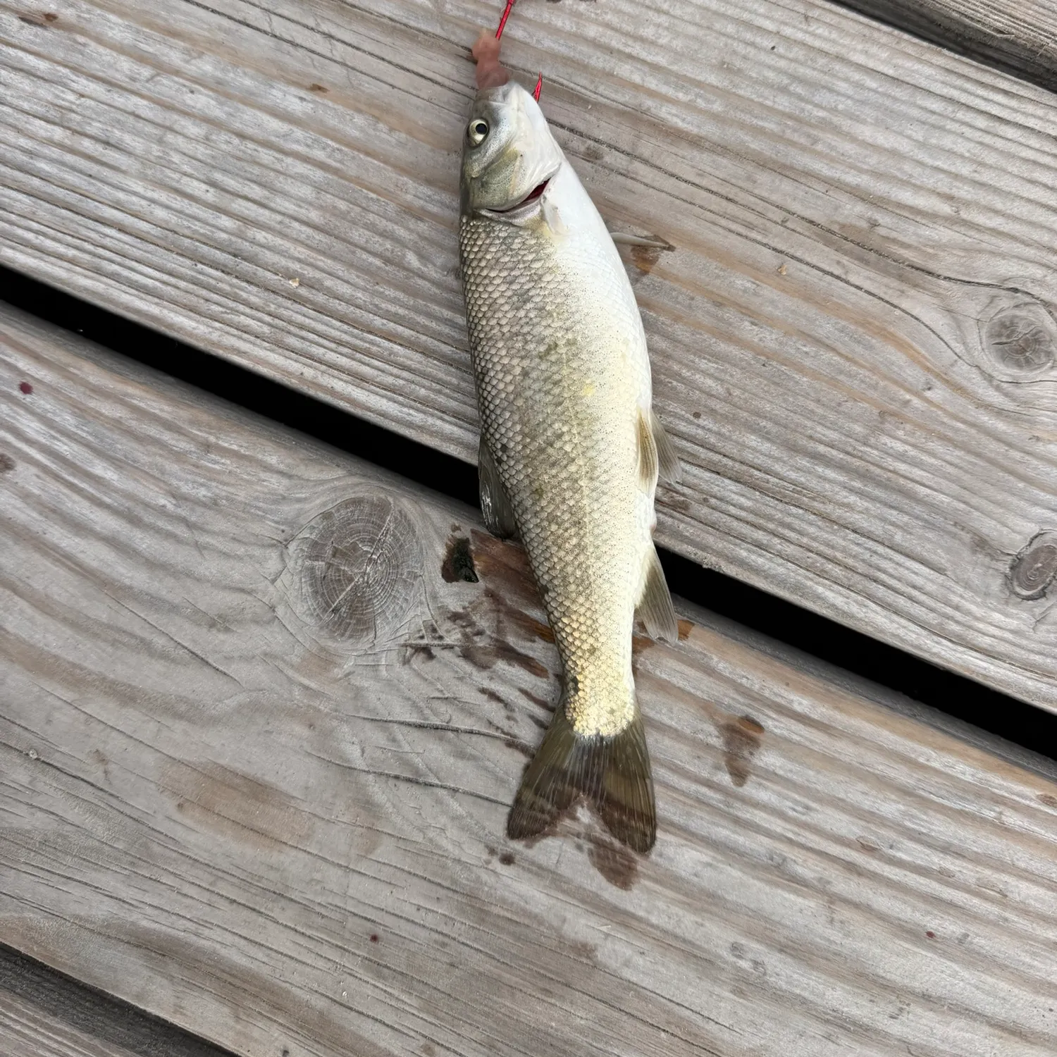 Northern pikeminnow caught on Fishbrain
