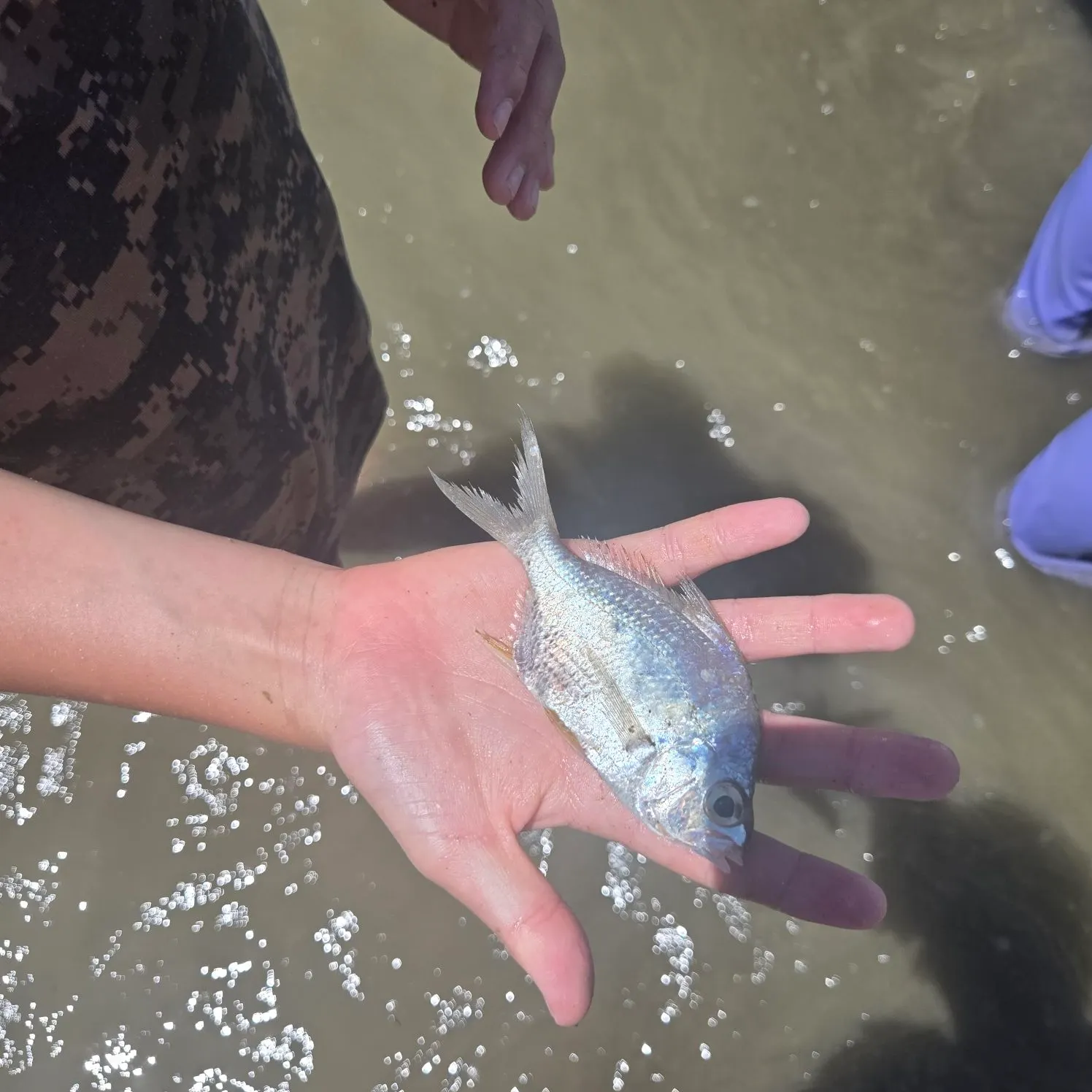 Striped mojarra caught on Fishbrain
