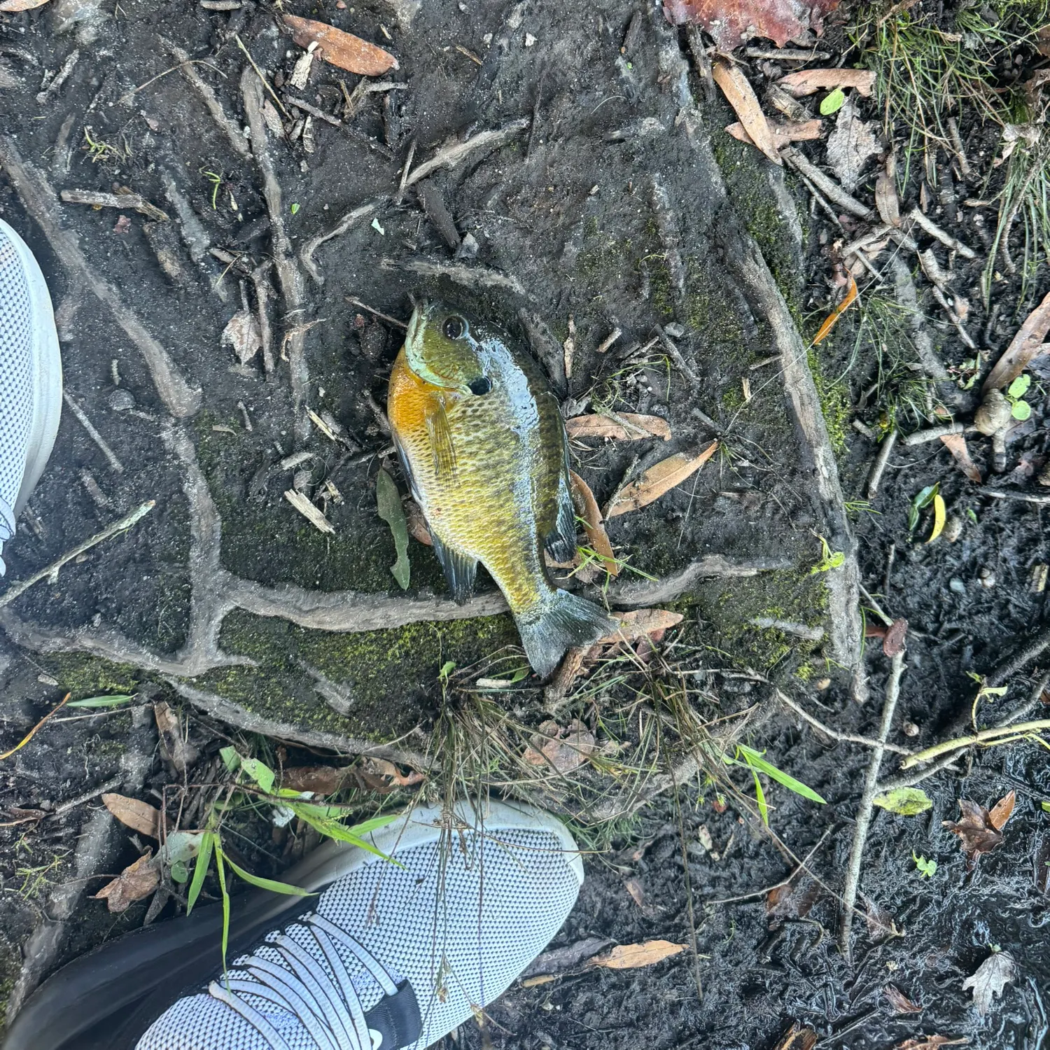 Bluegill caught on Fishbrain