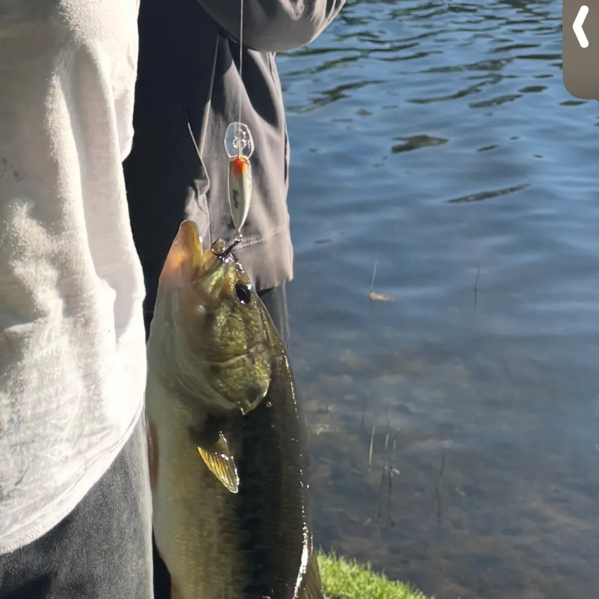 Largemouth bass caught on Fishbrain