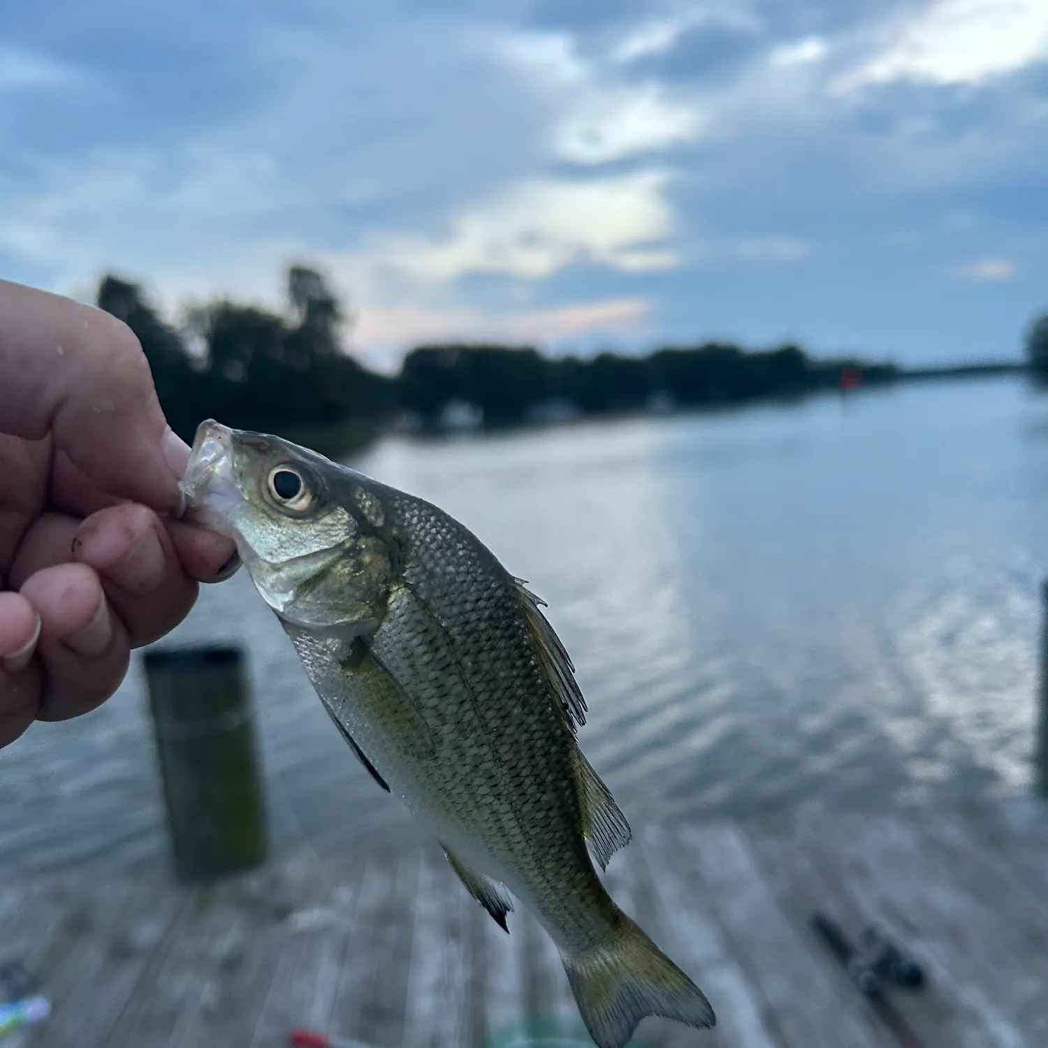 White perch caught on Fishbrain