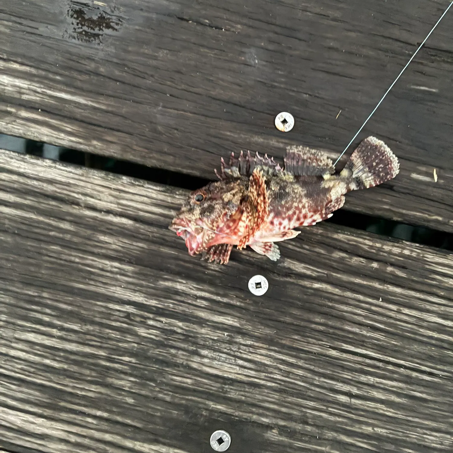 The most recent Eastern Red Scorpionfish catches on Fishbrain