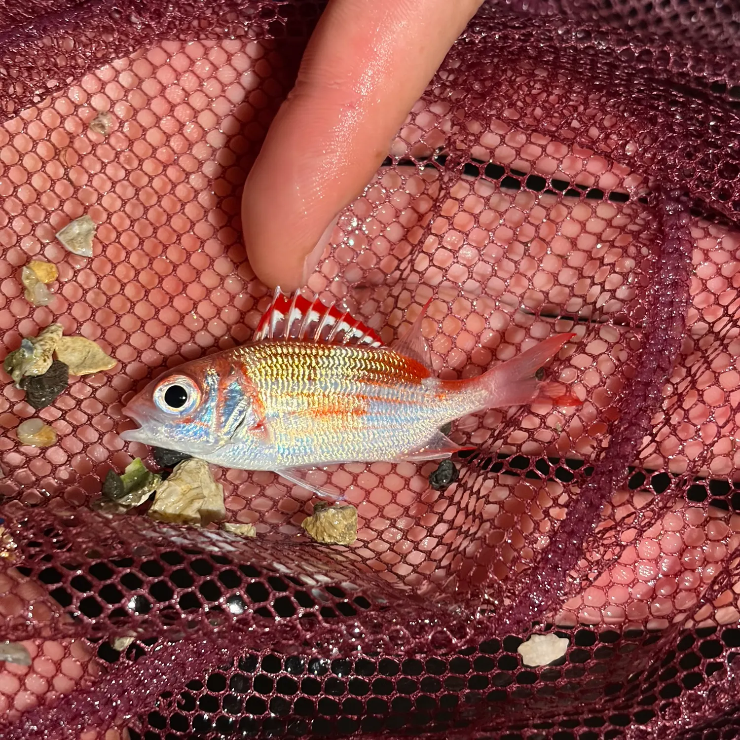The most recent Blackfin snapper catches on Fishbrain