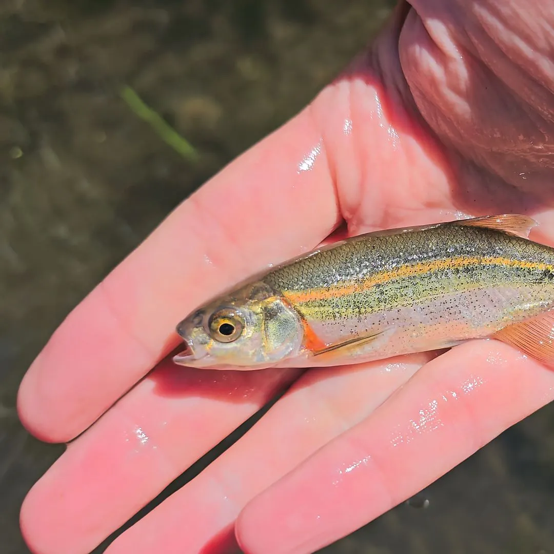 The most recent Redside shiner catches on Fishbrain
