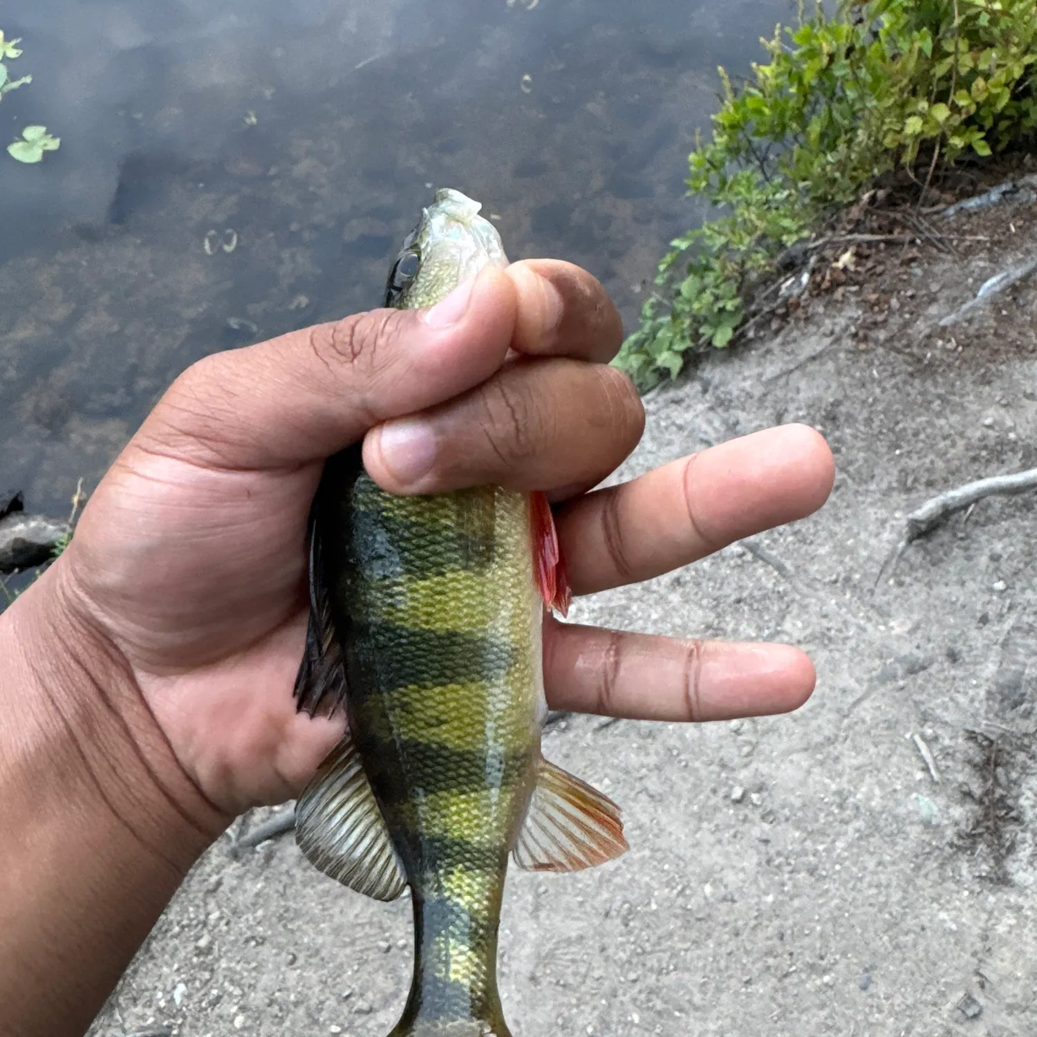 Yellow perch caught on Fishbrain