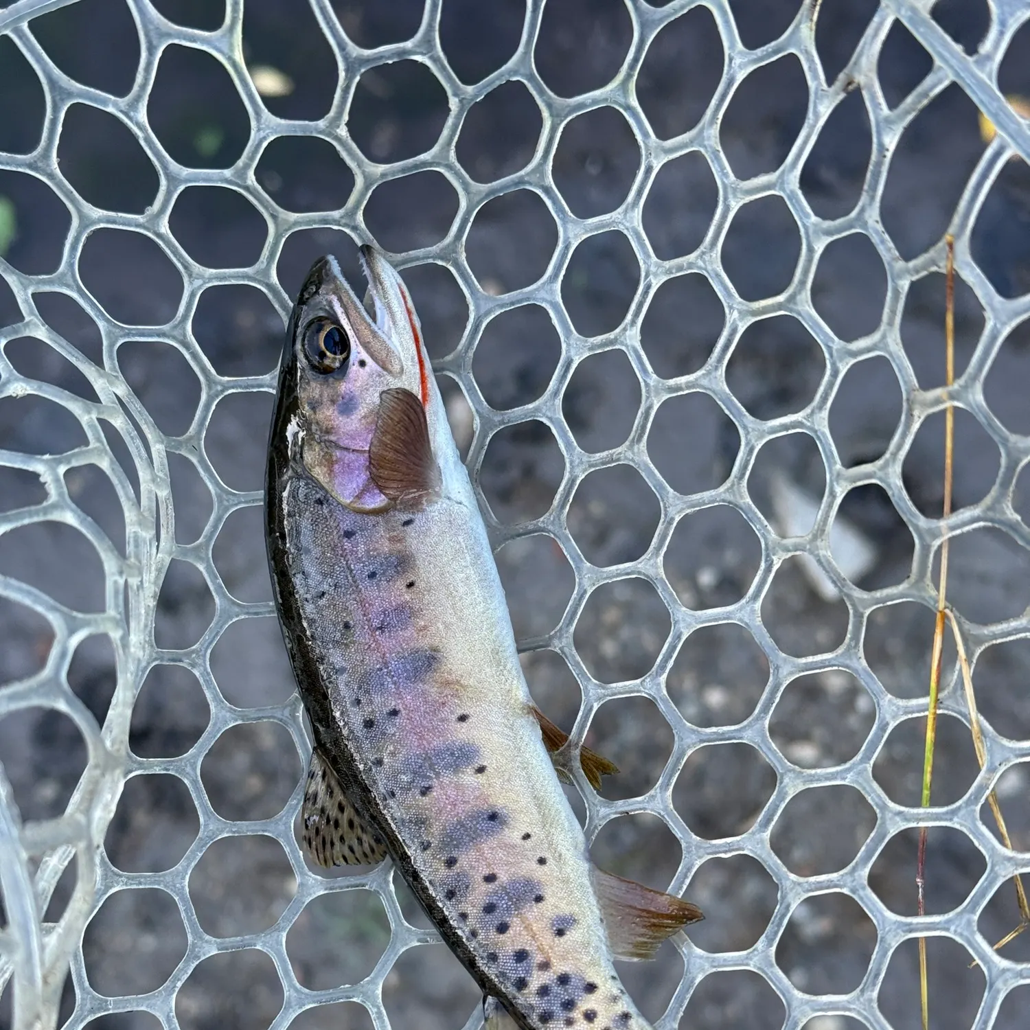 Yellowstone cutthroat trout caught on Fishbrain