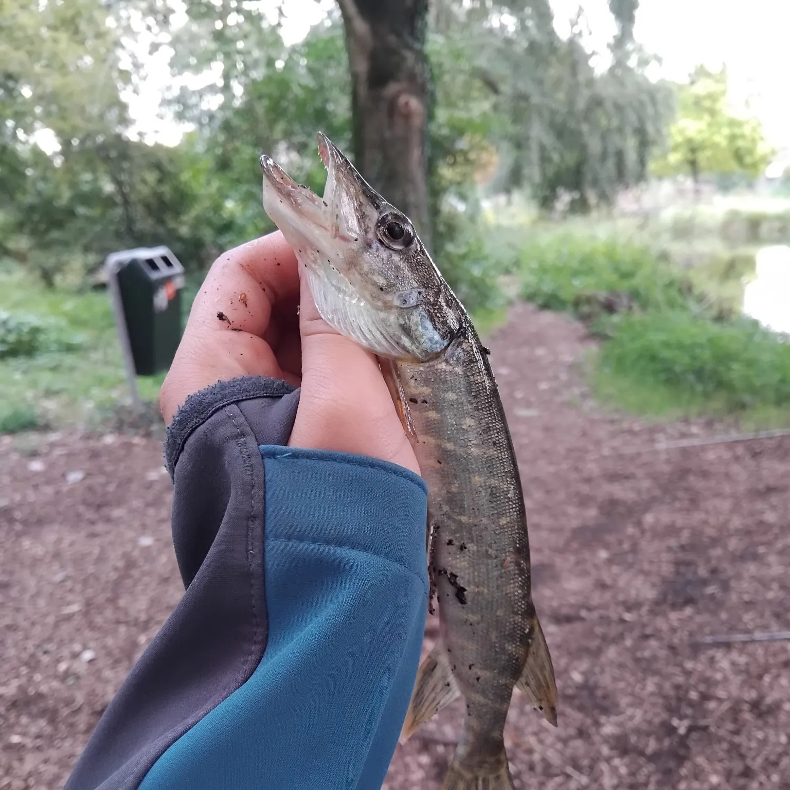 Northern pike caught on Fishbrain
