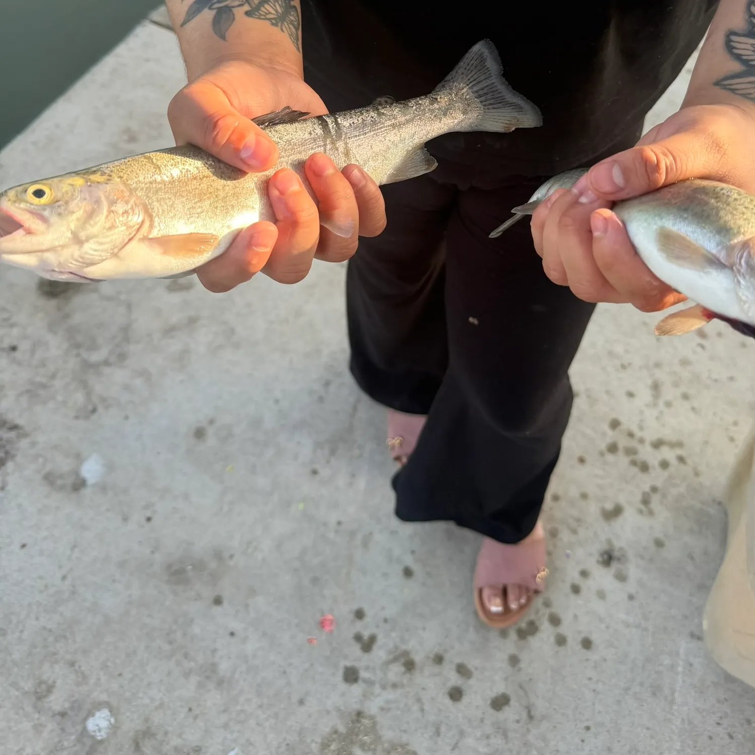 recently logged catches