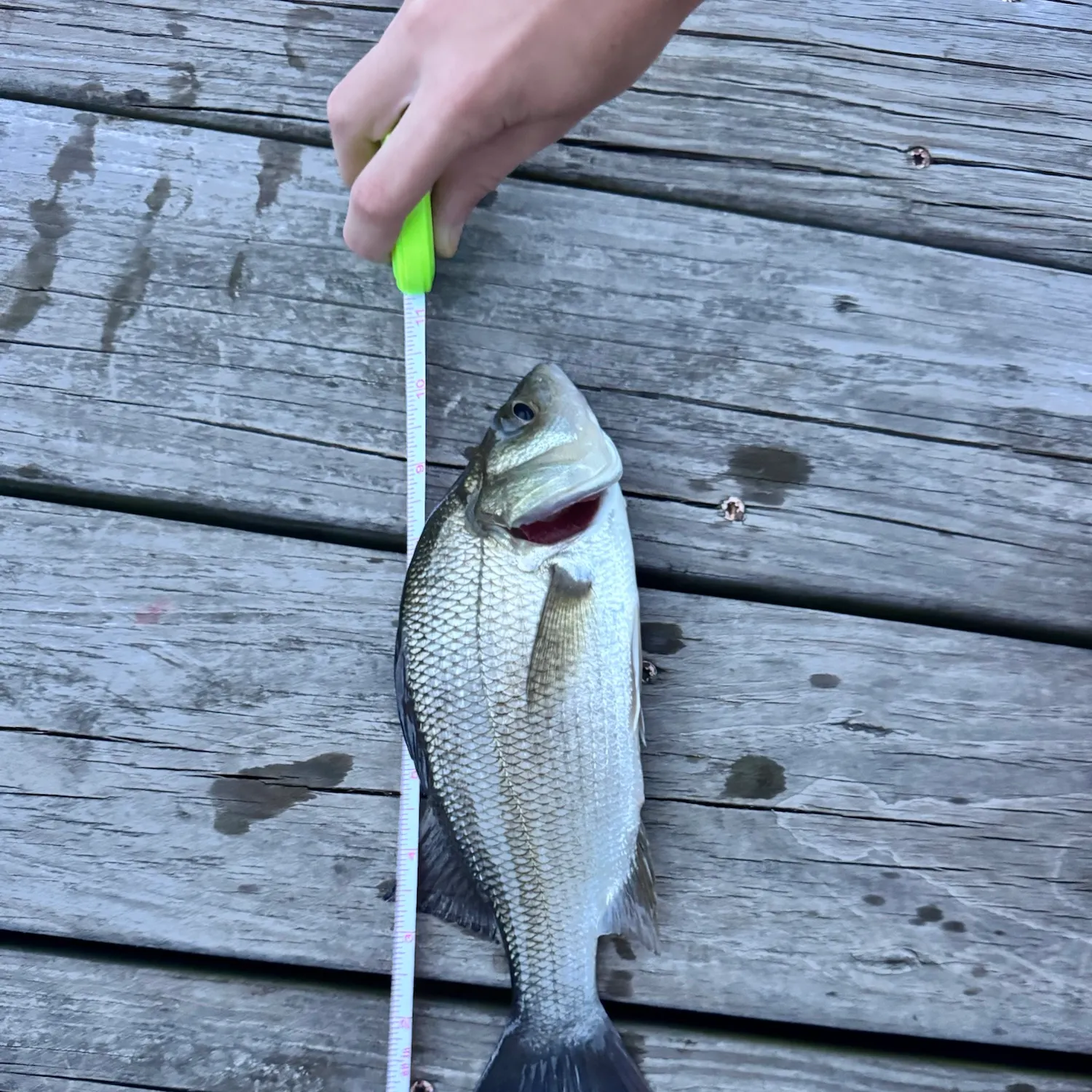 recently logged catches