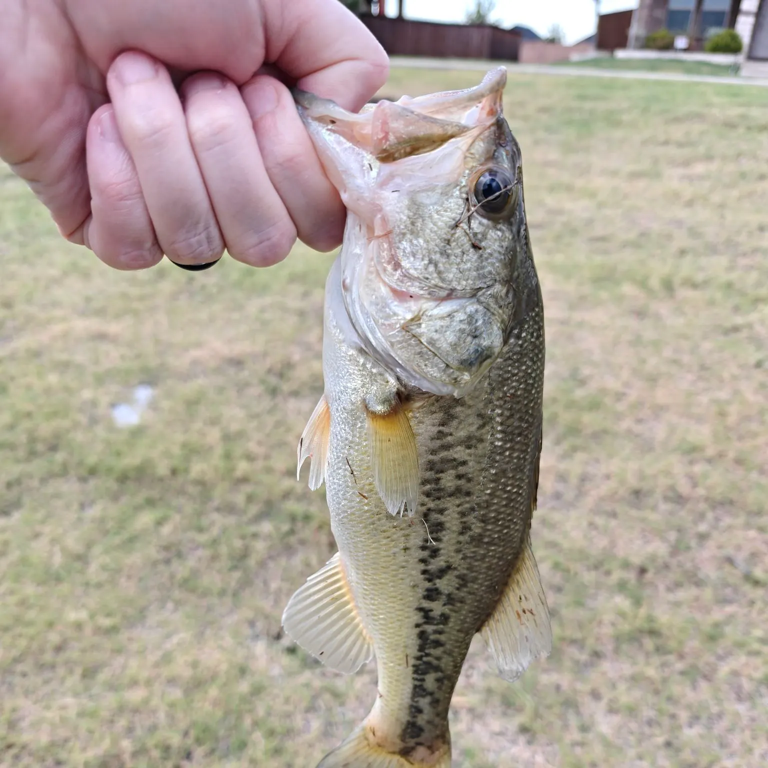 Spotted bass caught on Fishbrain