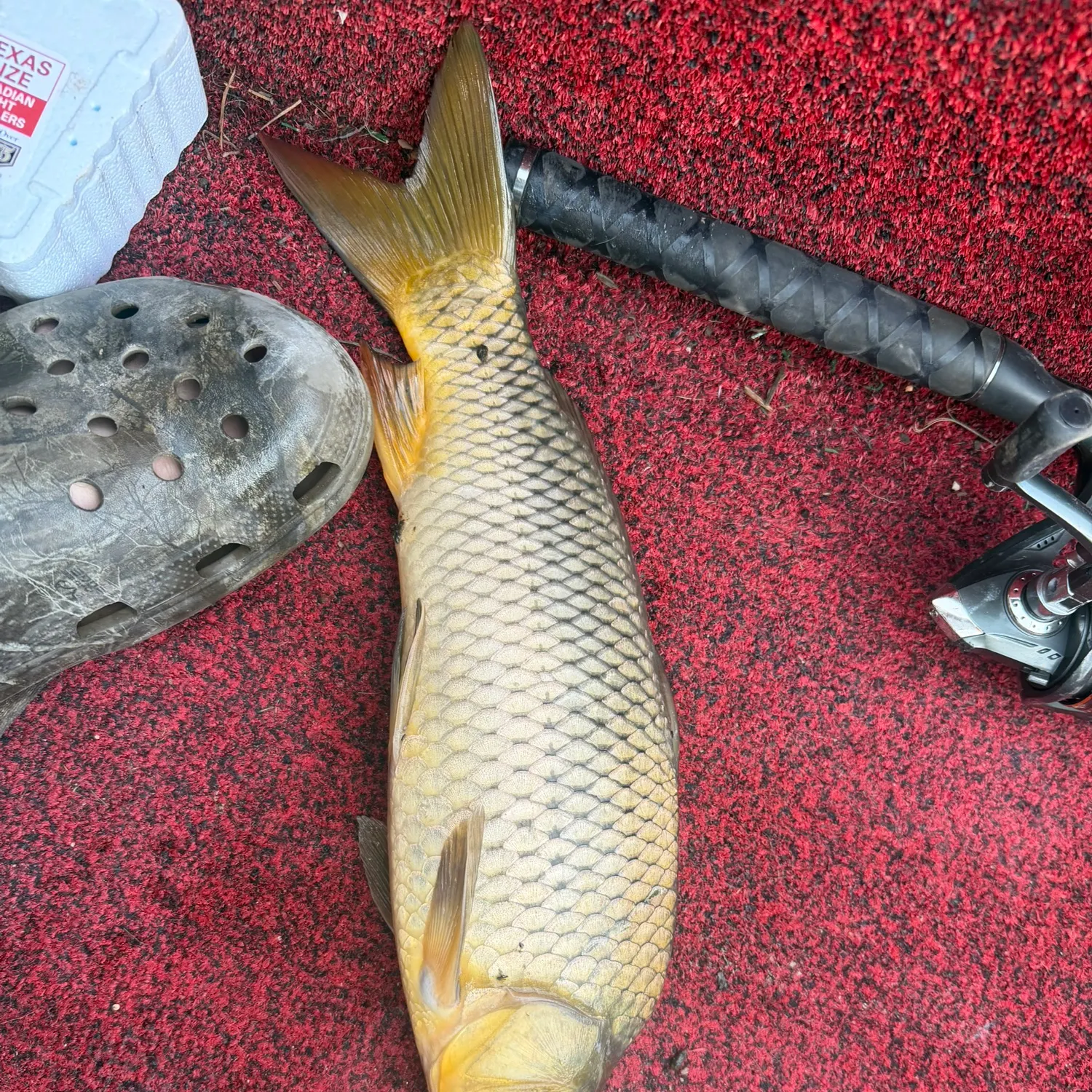 Common carp caught on Fishbrain