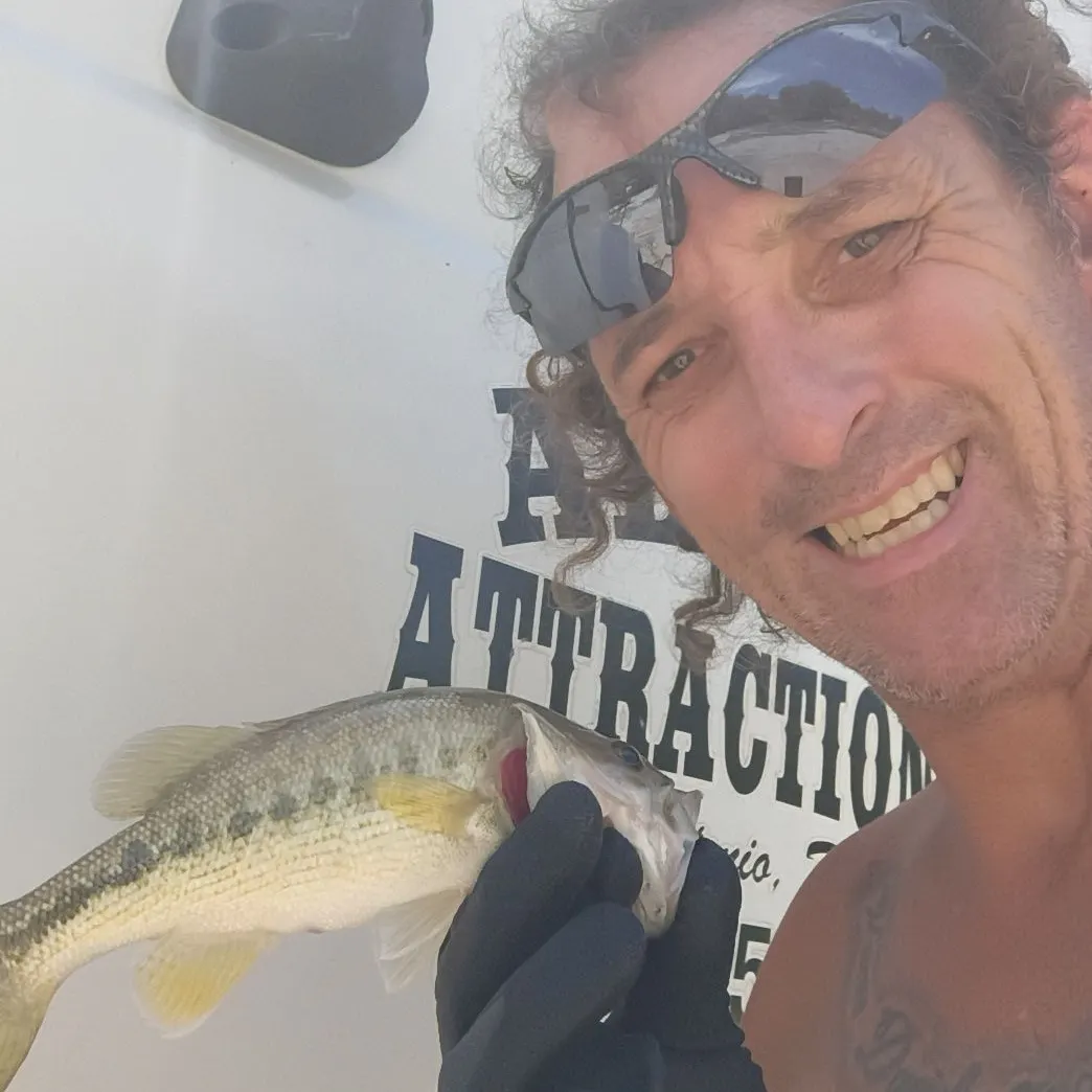 The most recent Guadalupe bass catches on Fishbrain