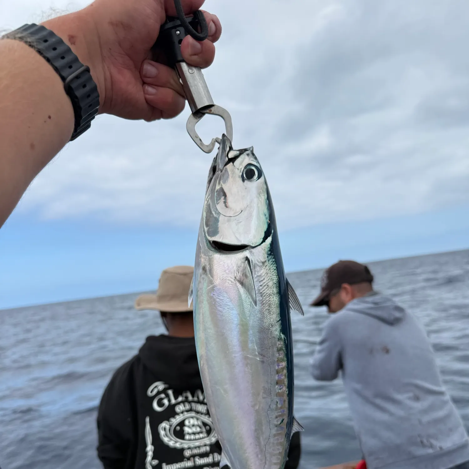 Bullet tuna caught on Fishbrain
